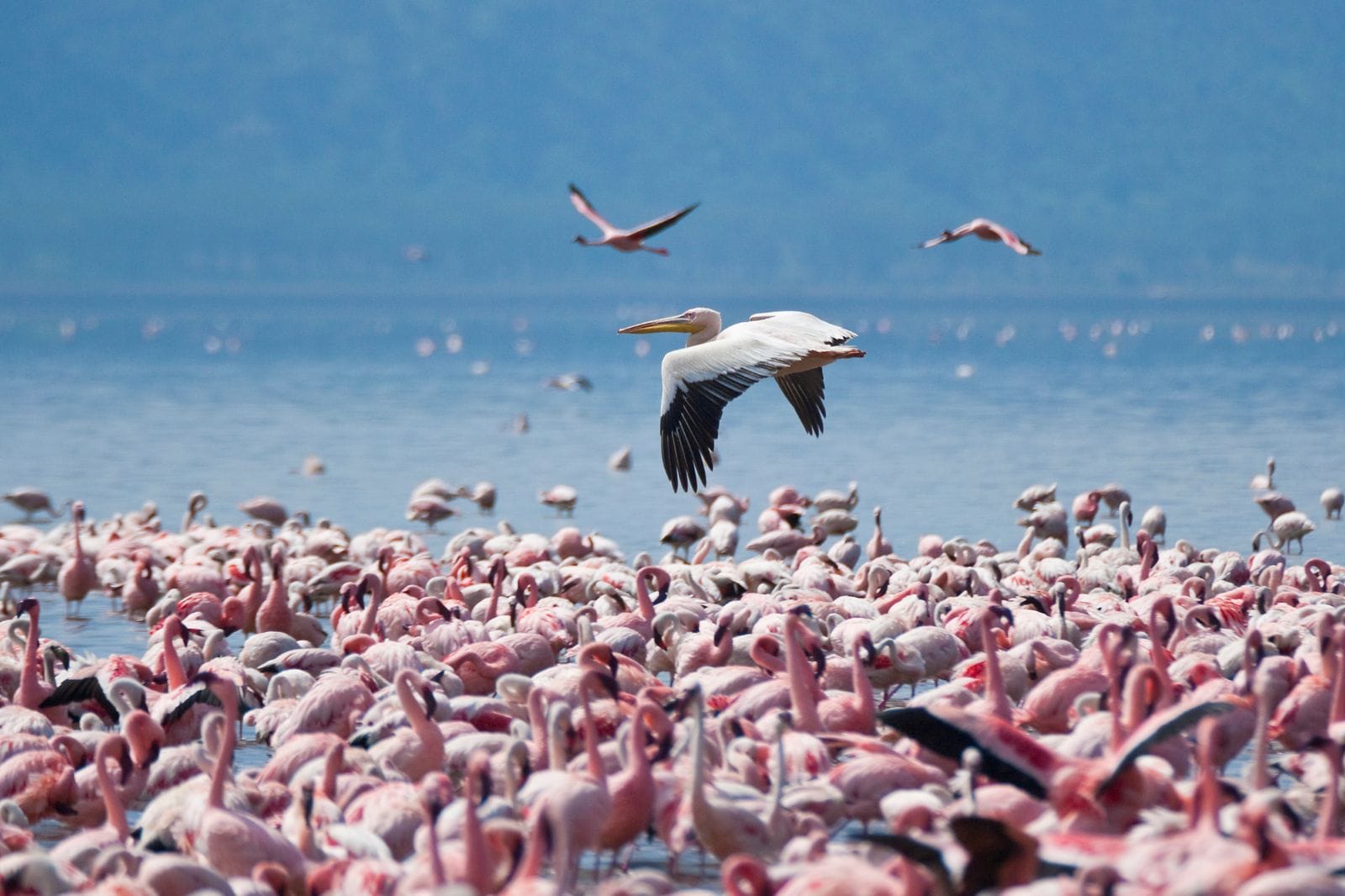 Aberdares to Nakuru