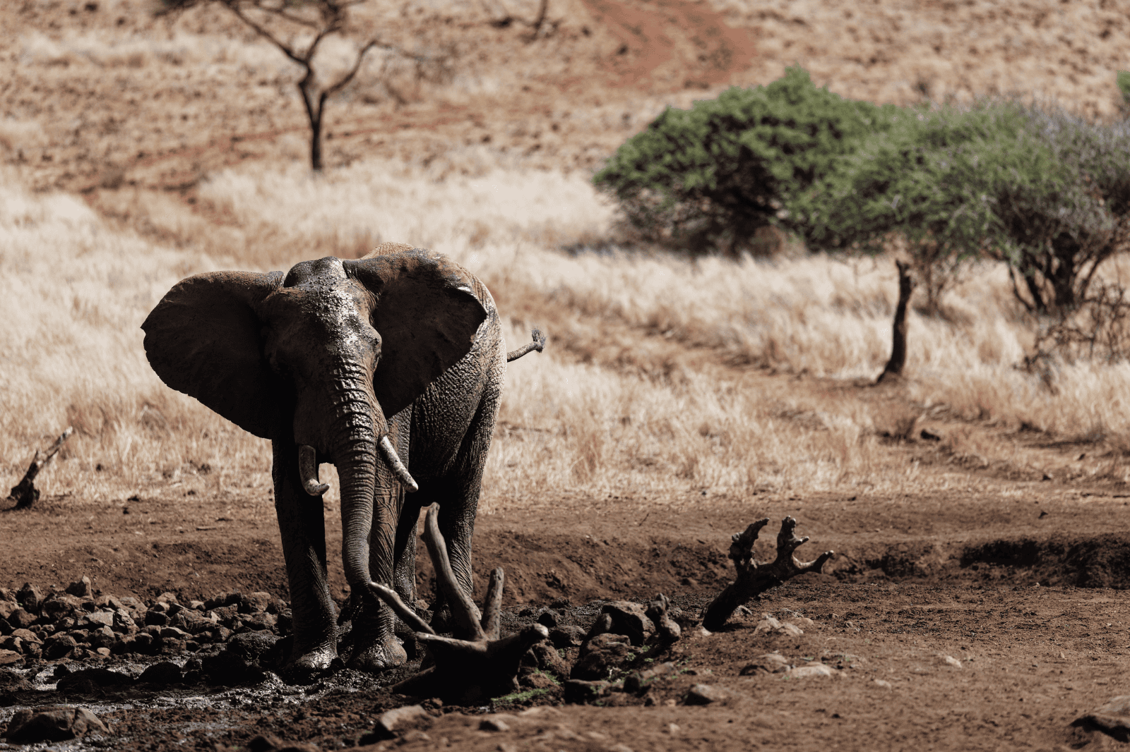 Amboseli National Park to Lewa Conservancy