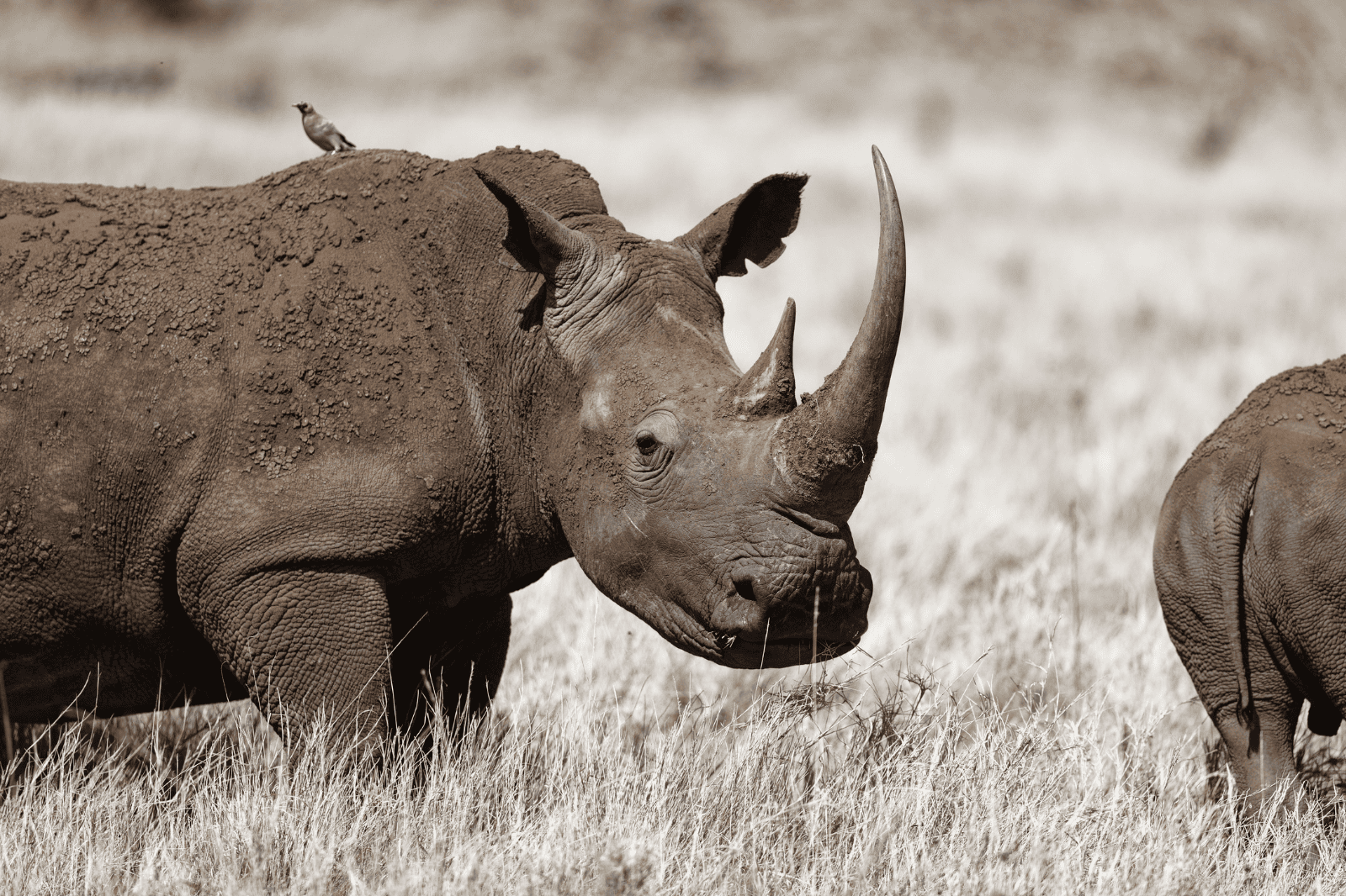 Lewa Conservancy