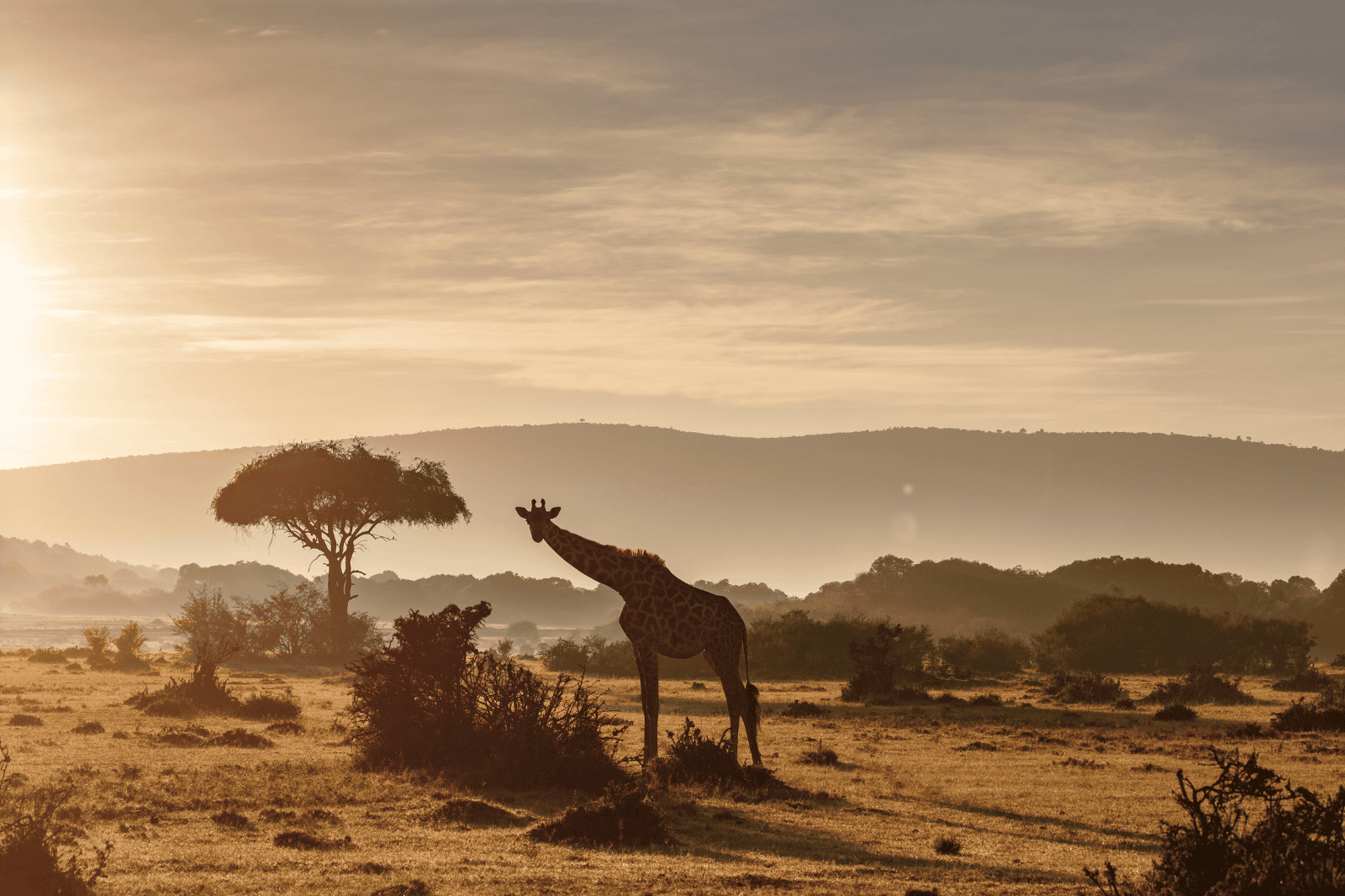 Lewa Conservancy to Maasai Mara