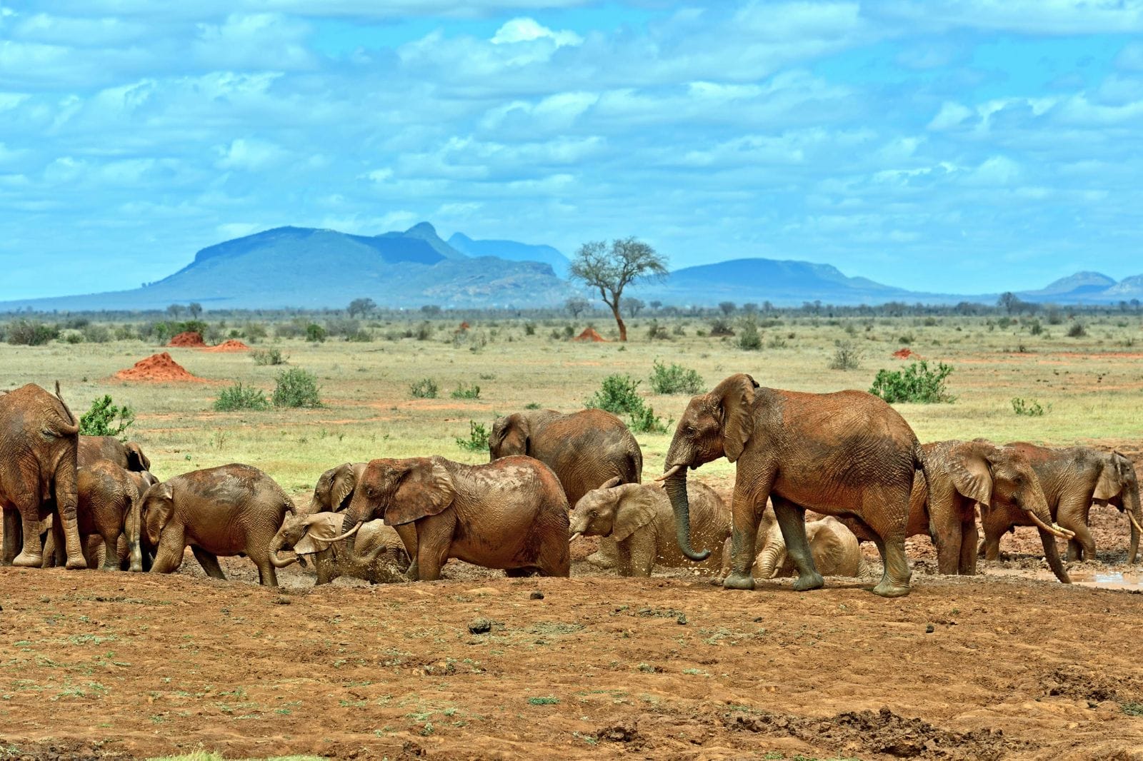 Mombasa to Tsavo East National Park