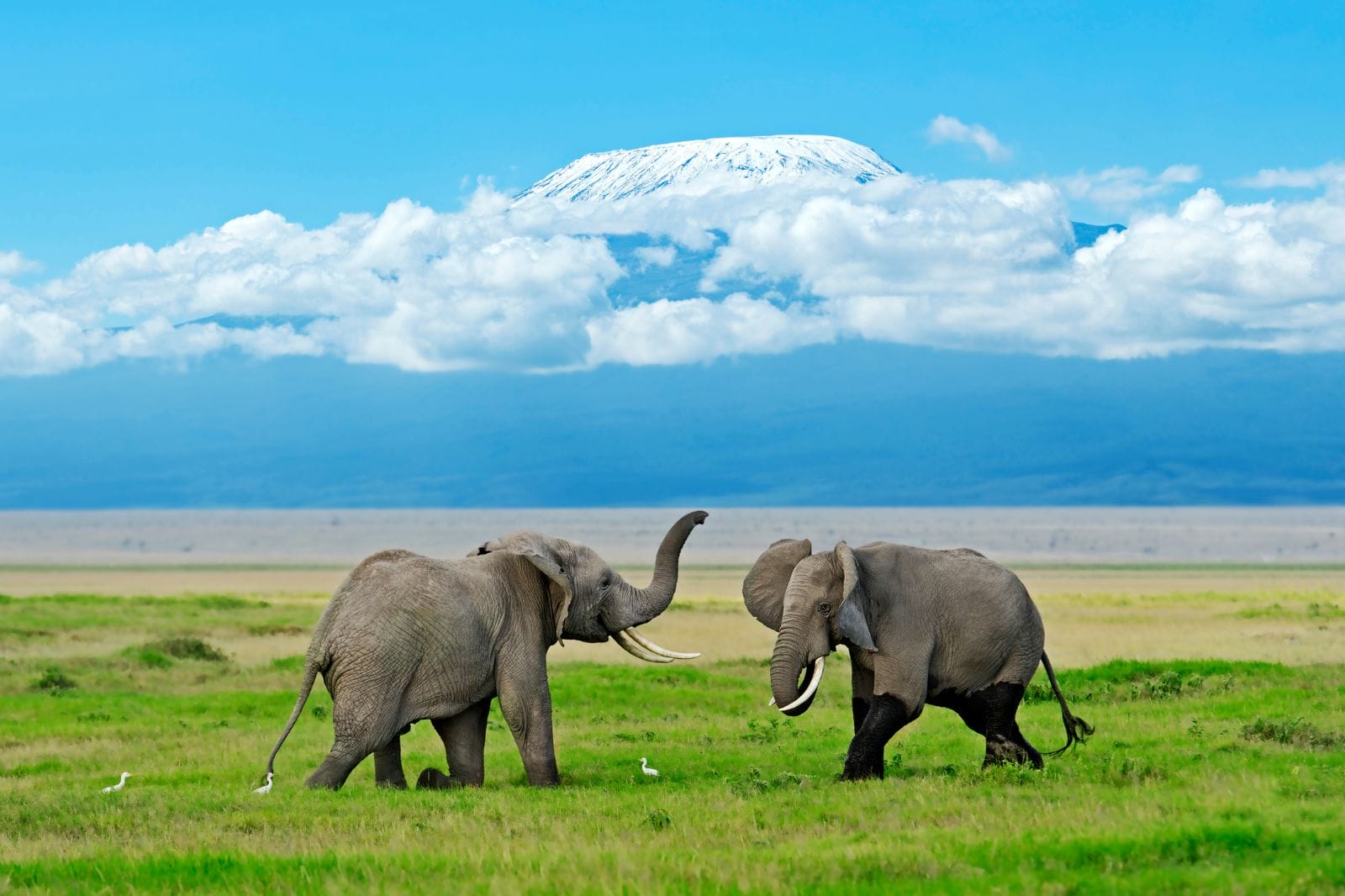 The Ultimate Kenya Safari Adventure