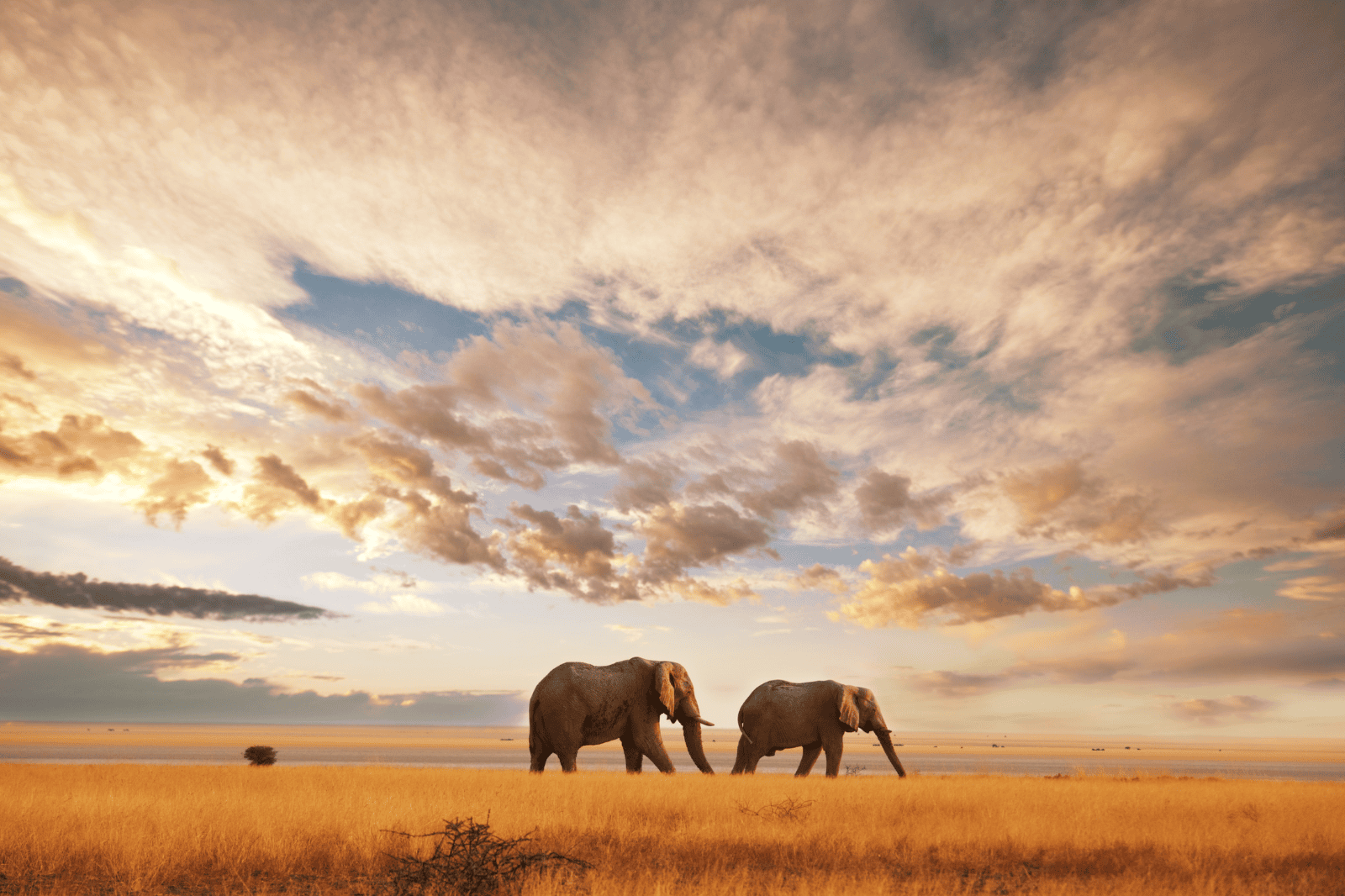 Safari Immersion Tour