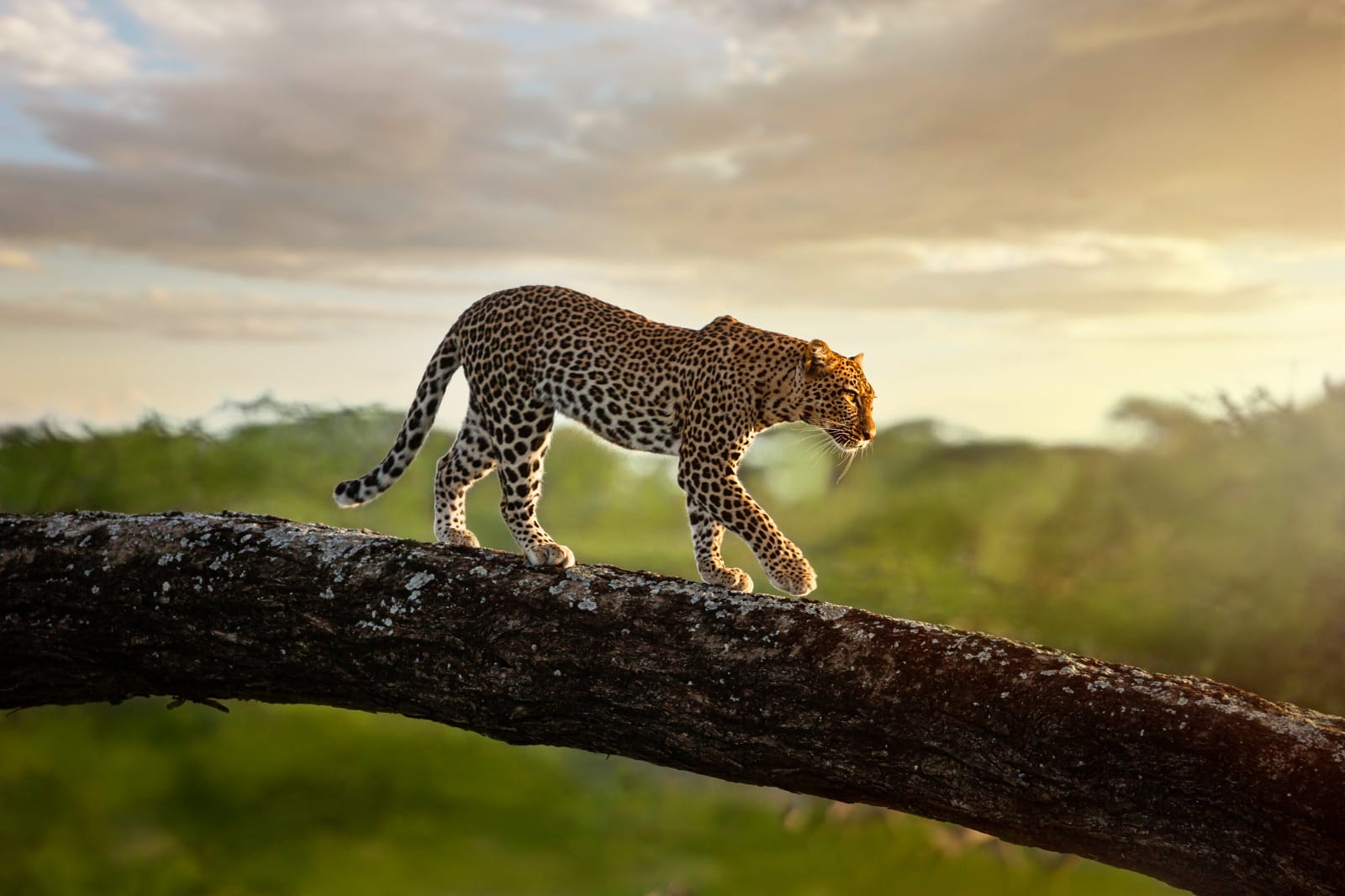 The Great Kenyan Adventure