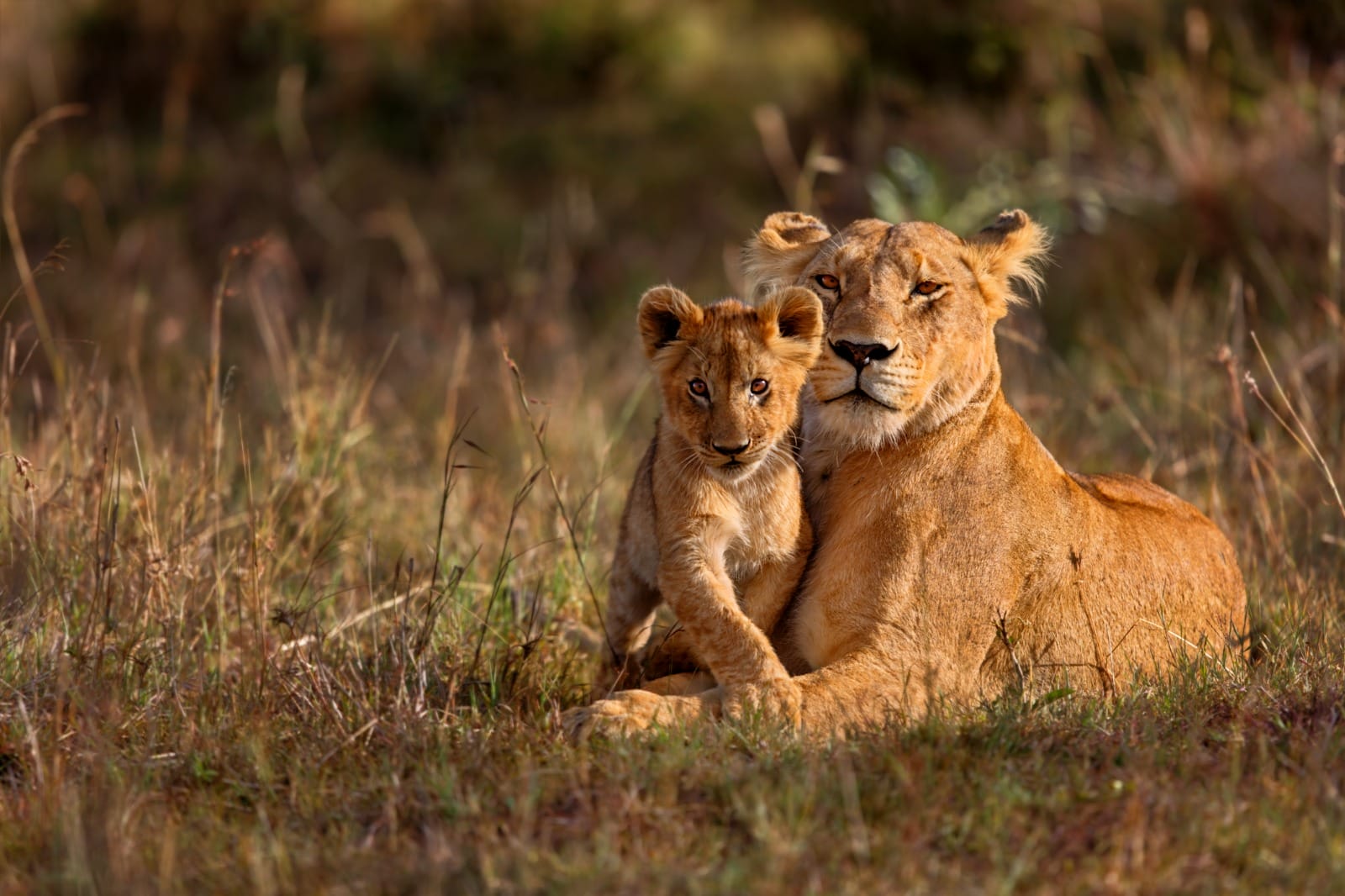Wild Kenya Expeditions: Mombasa & Beyond