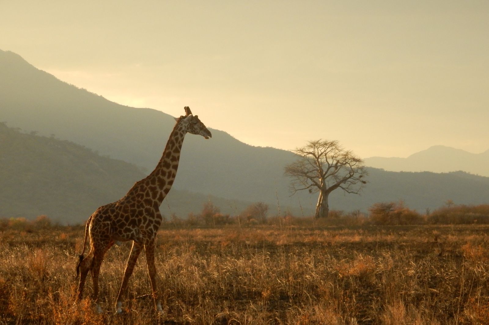 Eswatini (Swaziland) to Zululand (Hluhluwe-iMfolozi Game Reserve)