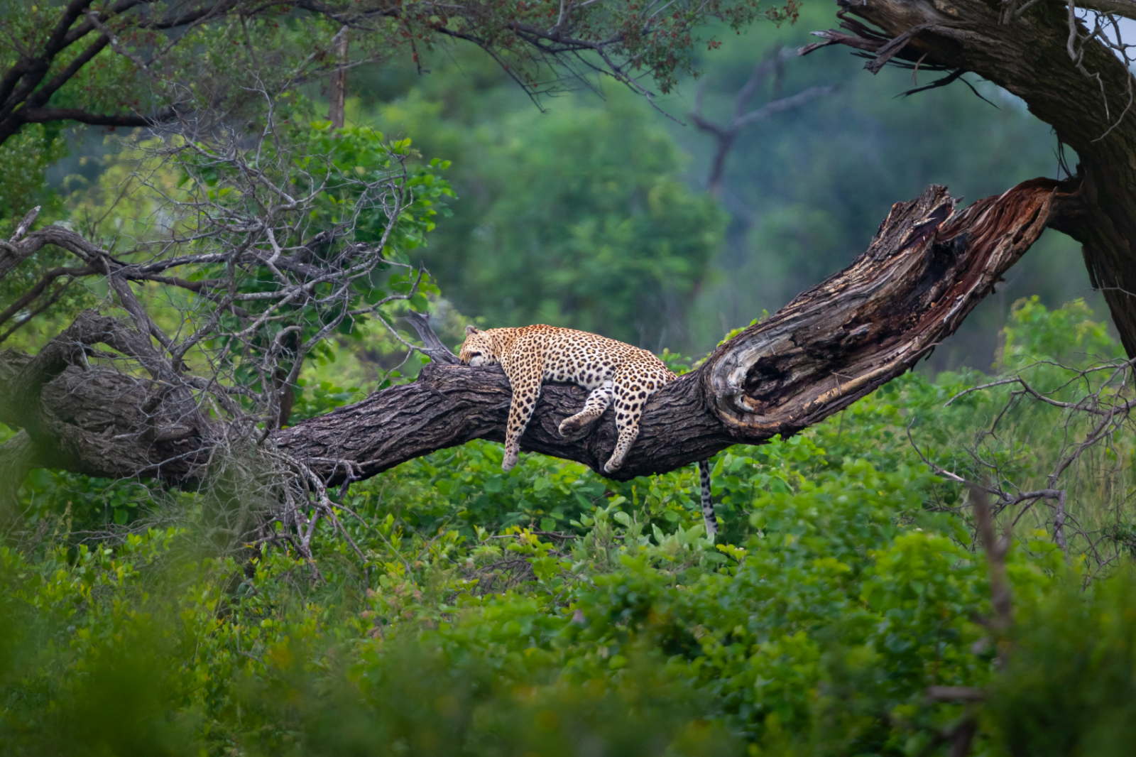 Iconic South Africa