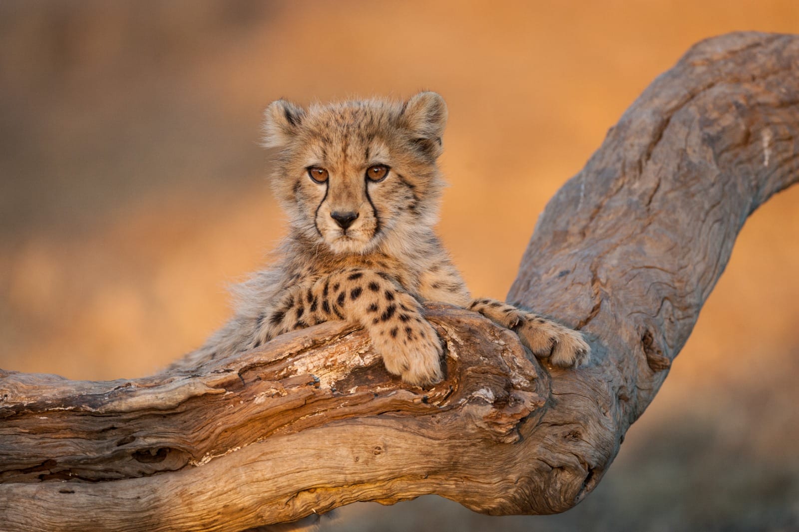 Kruger National Park