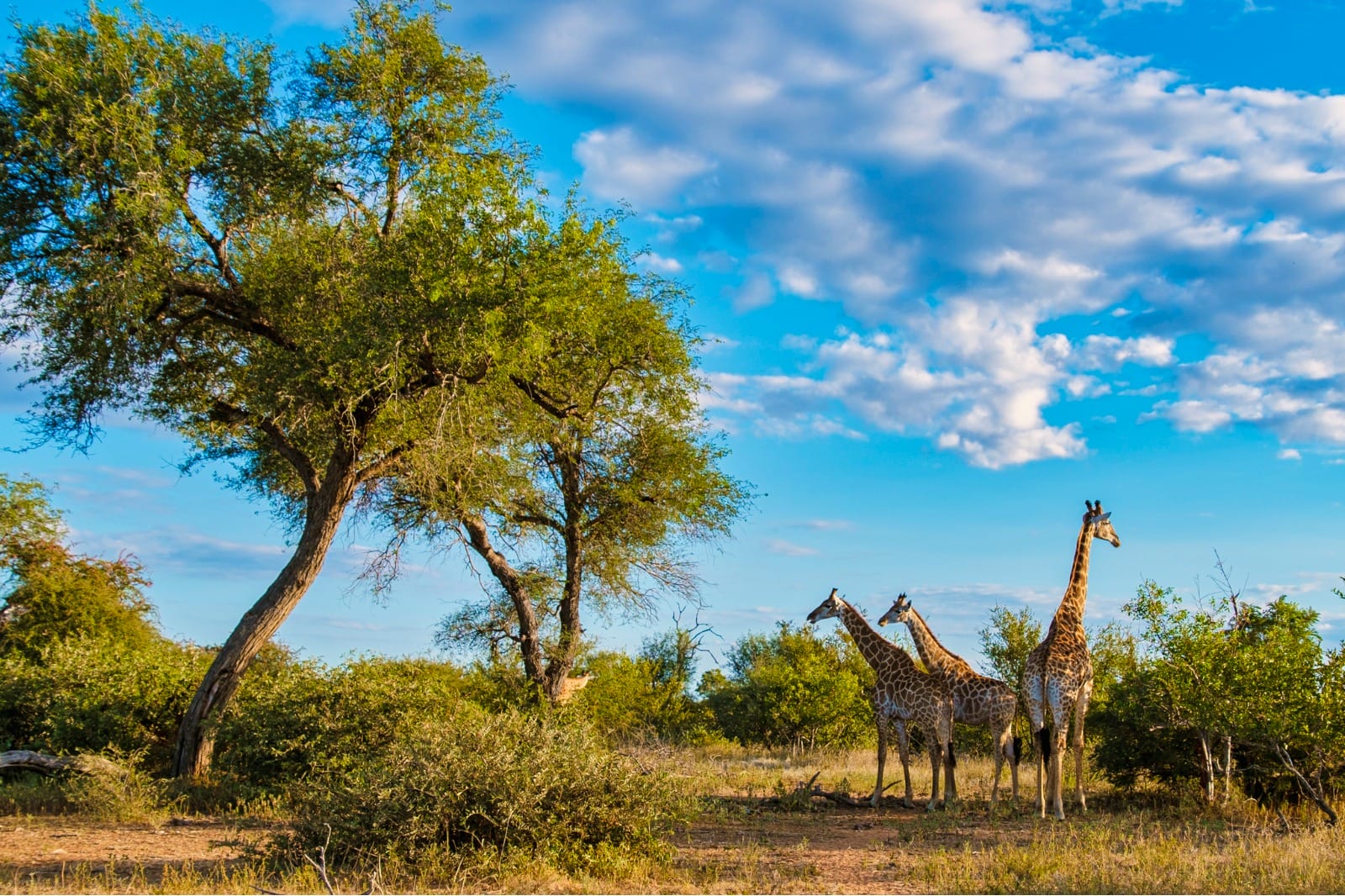 Kruger National Park