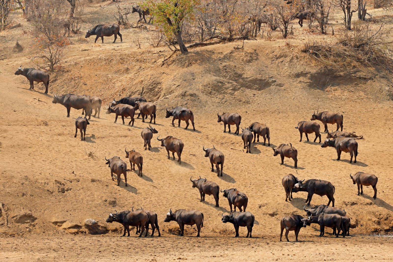 Mpumalanga (Kruger National Park)