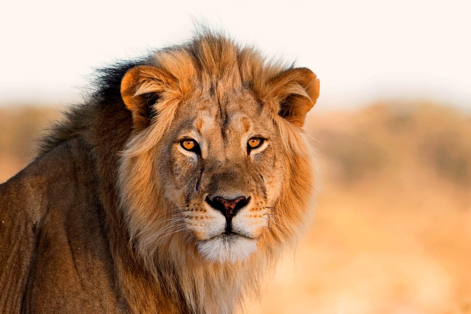 From Kruger to Cape Town: The Ultimate South African Escape