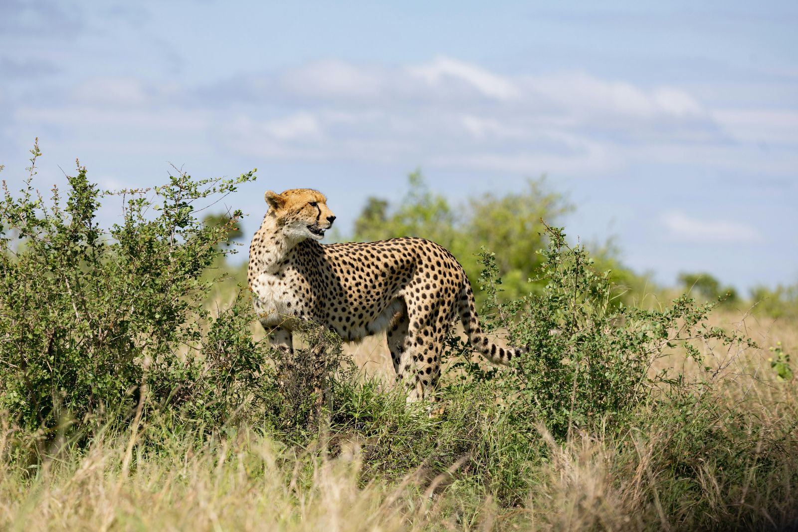 A World In One Country
