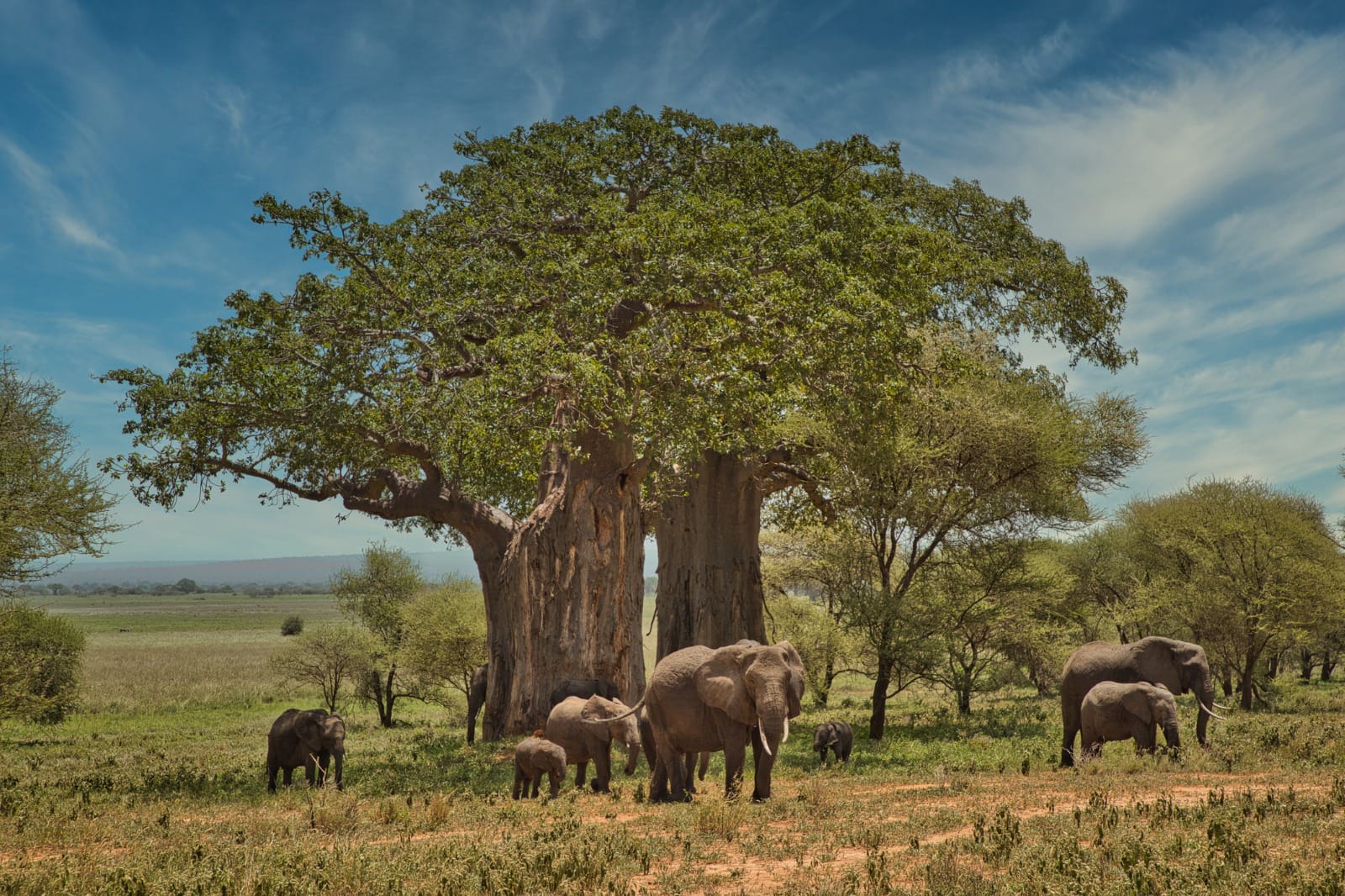 Serengeti National Park to Ngogongoro Conservation Area
