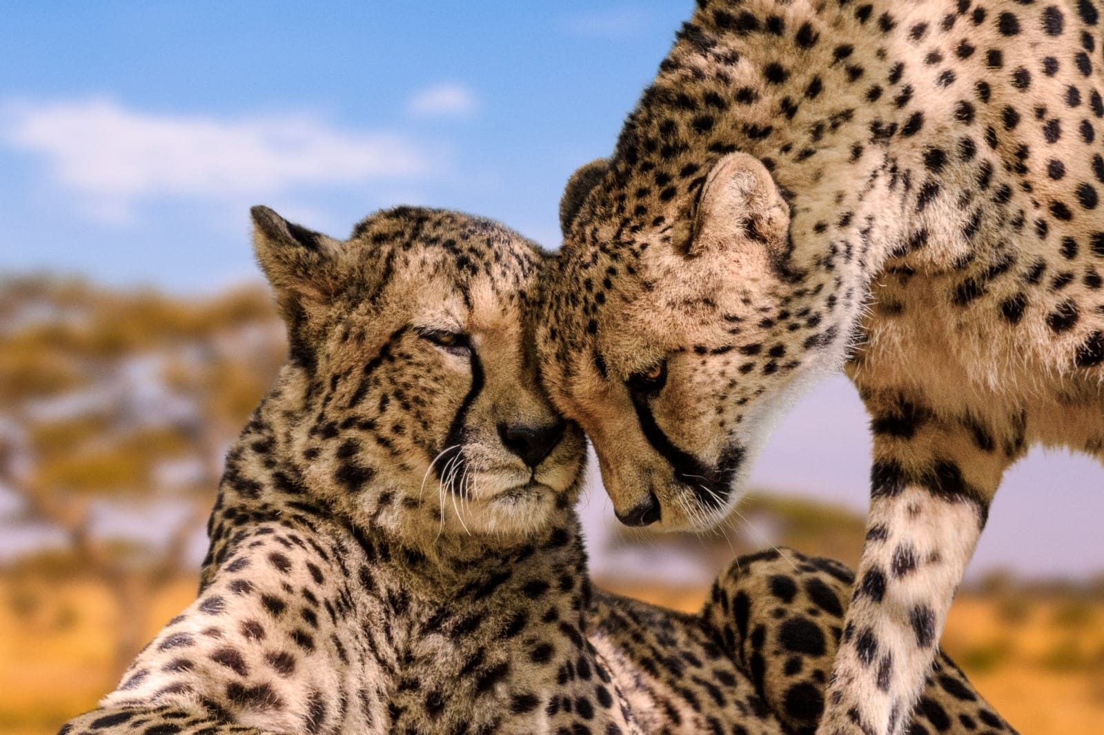 Amboseli to Namanga to Arusha to Tarangire National Park