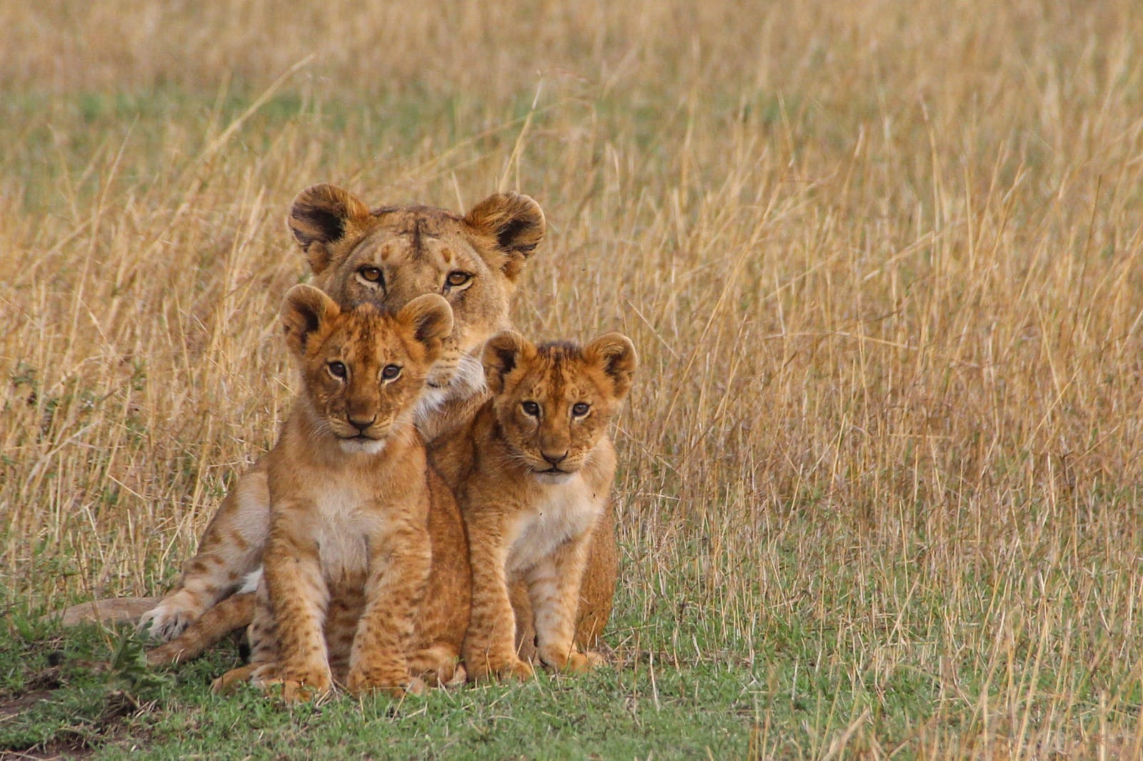 Tarangire to Serengeti