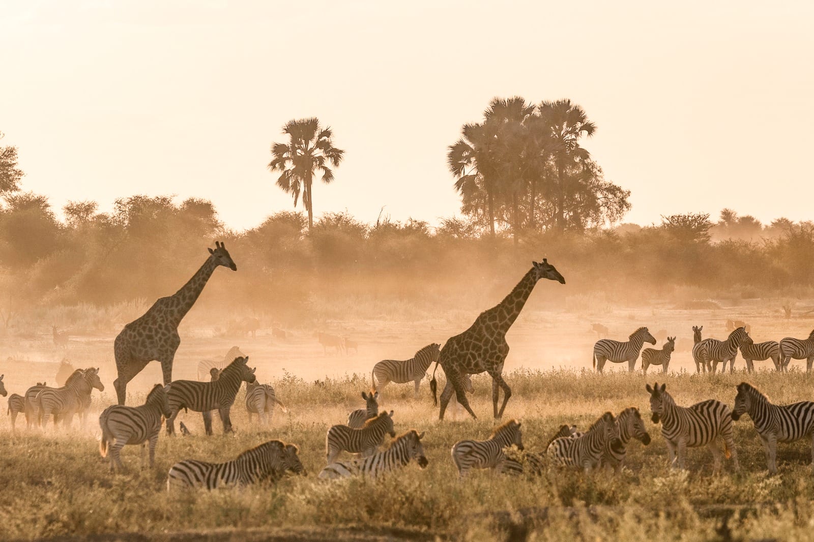 Kenya & Tanzania Safari Wonders