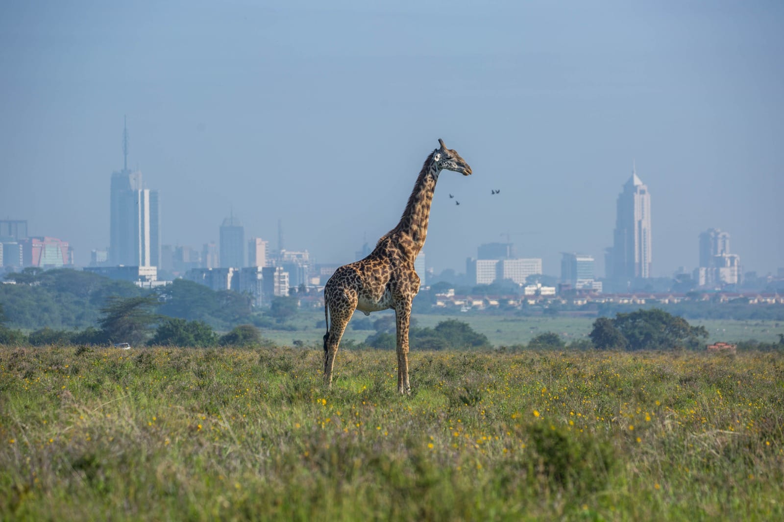 Arrive in Nairobi