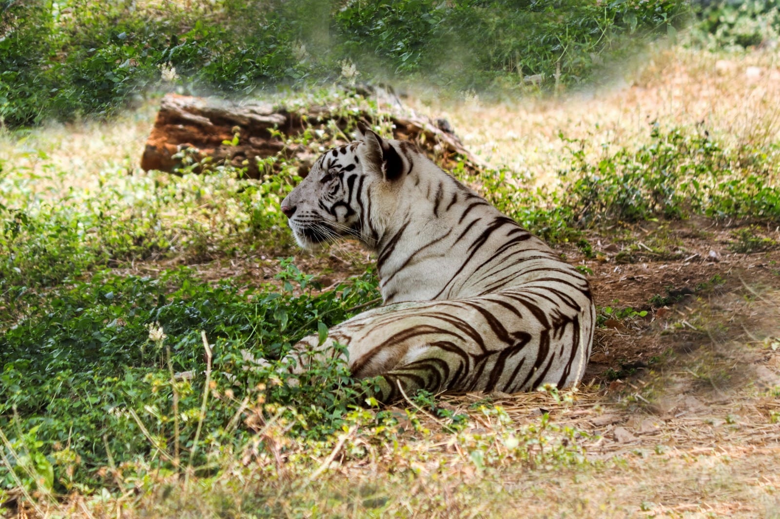 Khajuraho to Bandhavgarh
