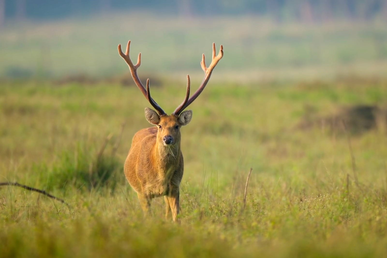 Bandhavgarh to Kanha