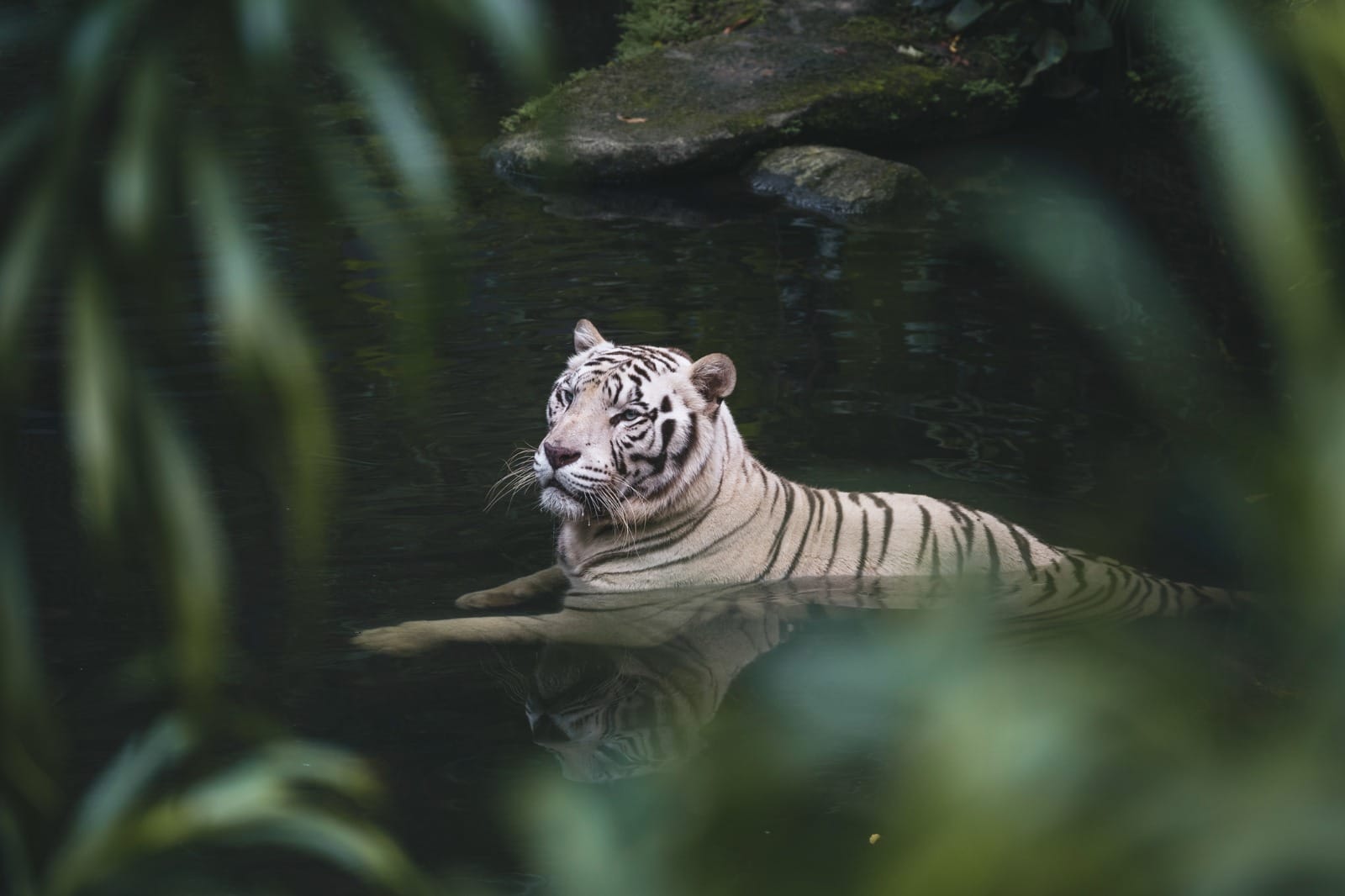The White Tiger Safari of India