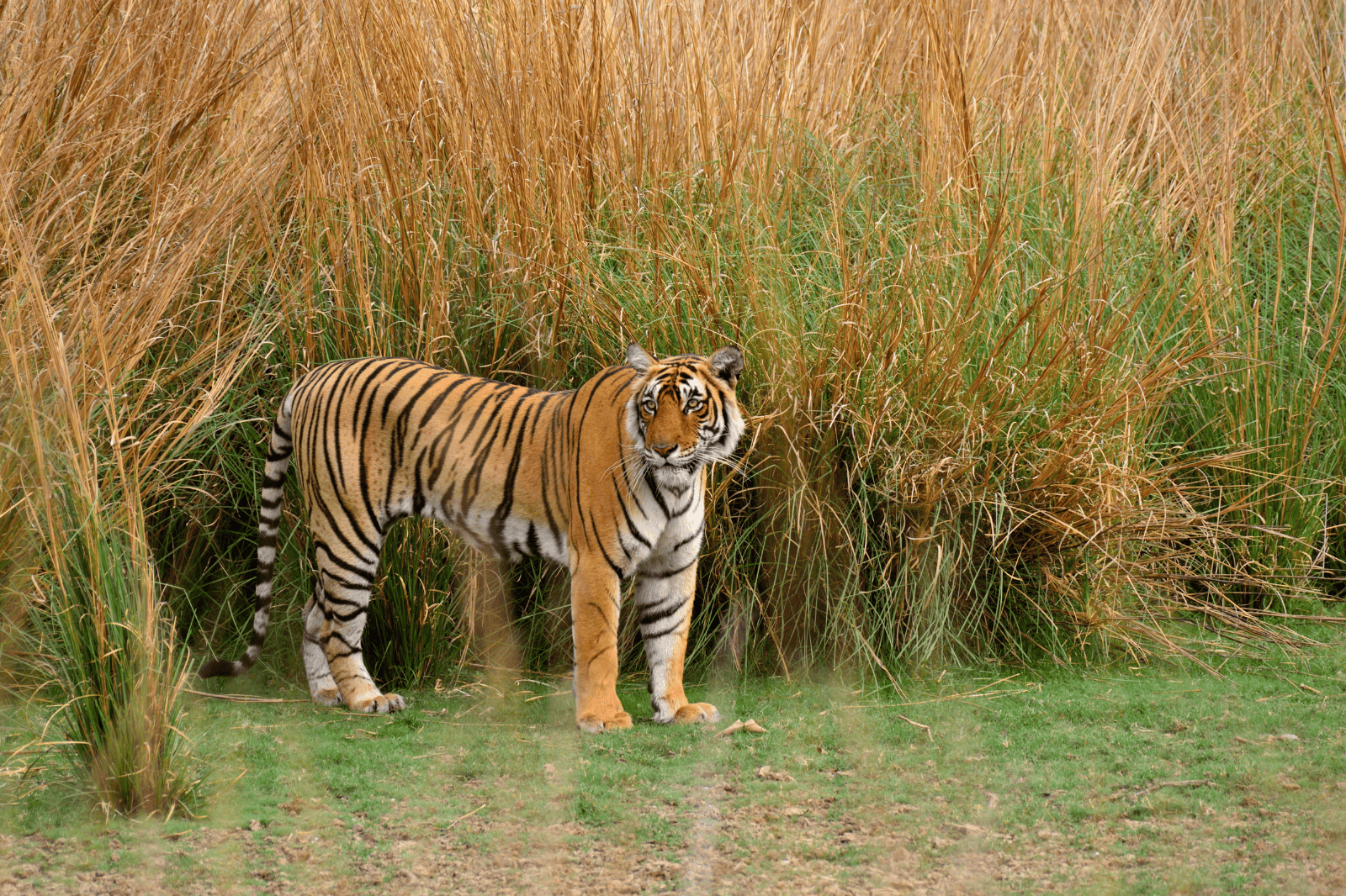 Jaipur to Ranthambore