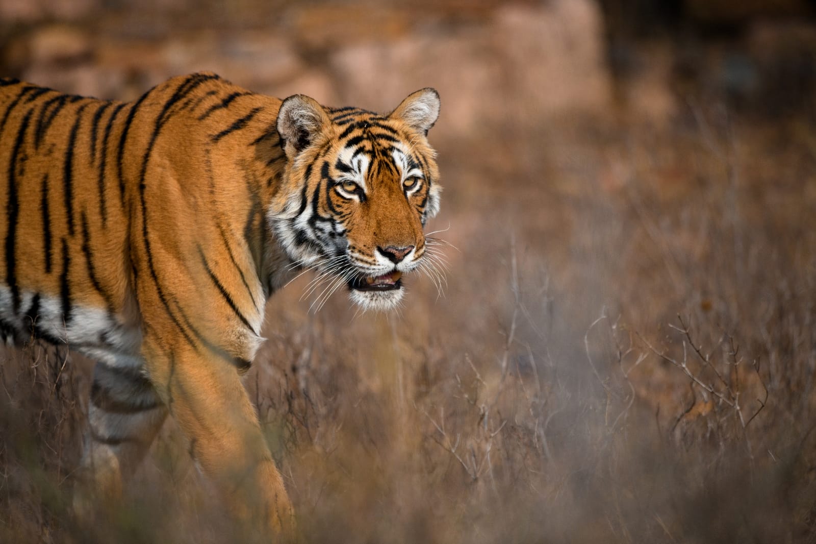 Splendors of North India: Palaces, Forts, and Tigers