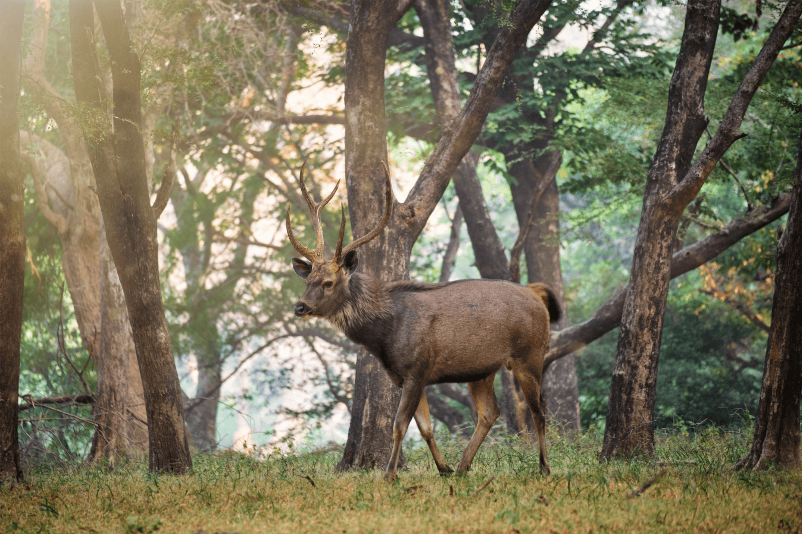 Ranthambore