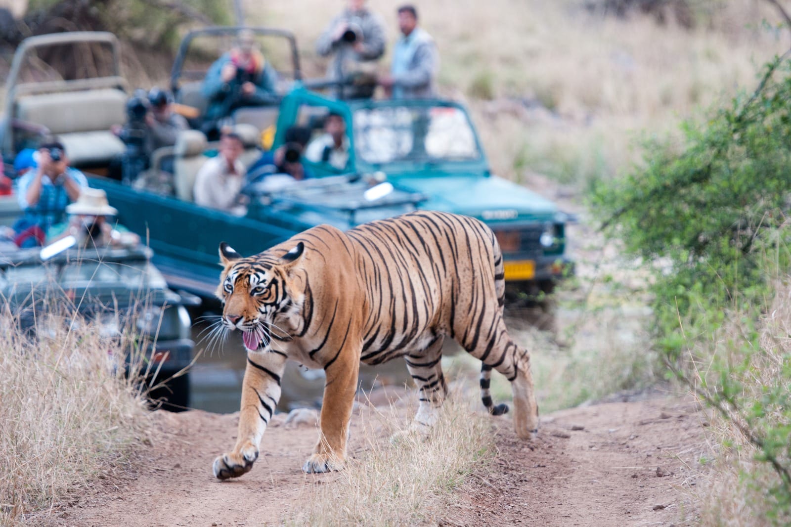 Jaipur to Ranthambore