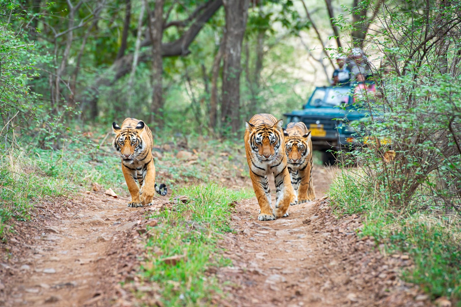 Ranthambore
