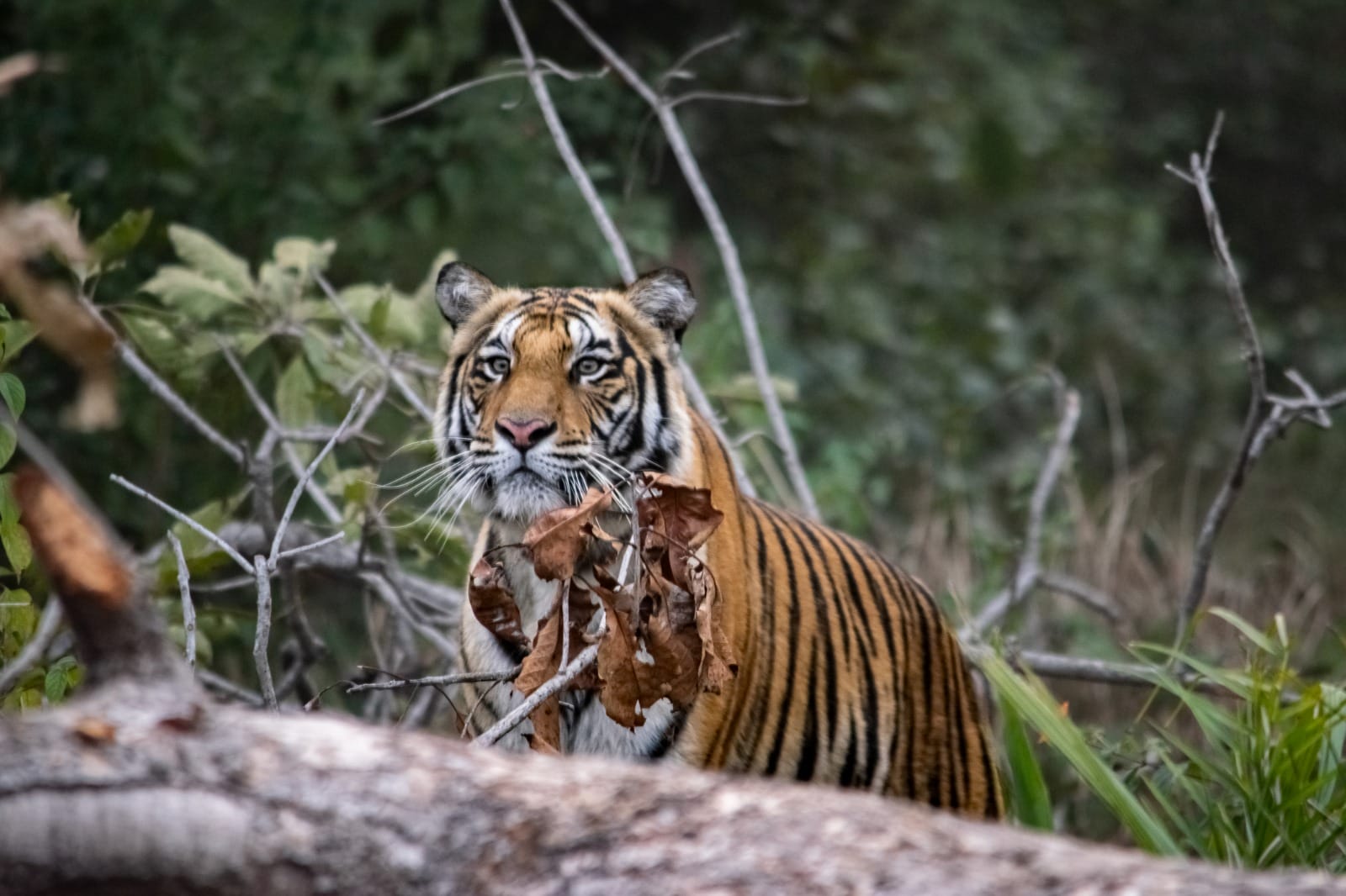 Kanha