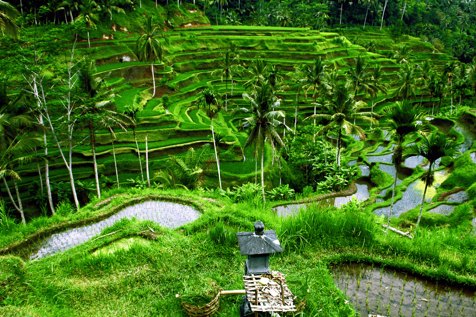 Bali Island