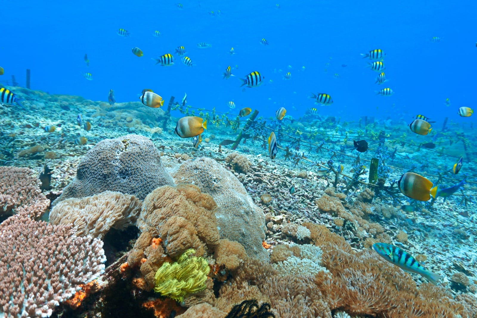 Bali Island