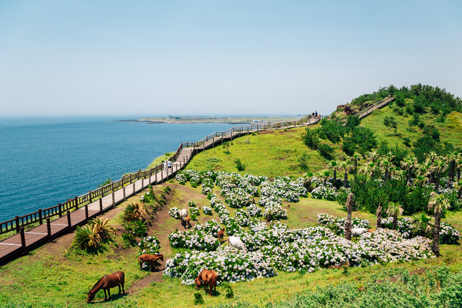 Summer Wonders of South Korea: Seoul, Busan & Jeju