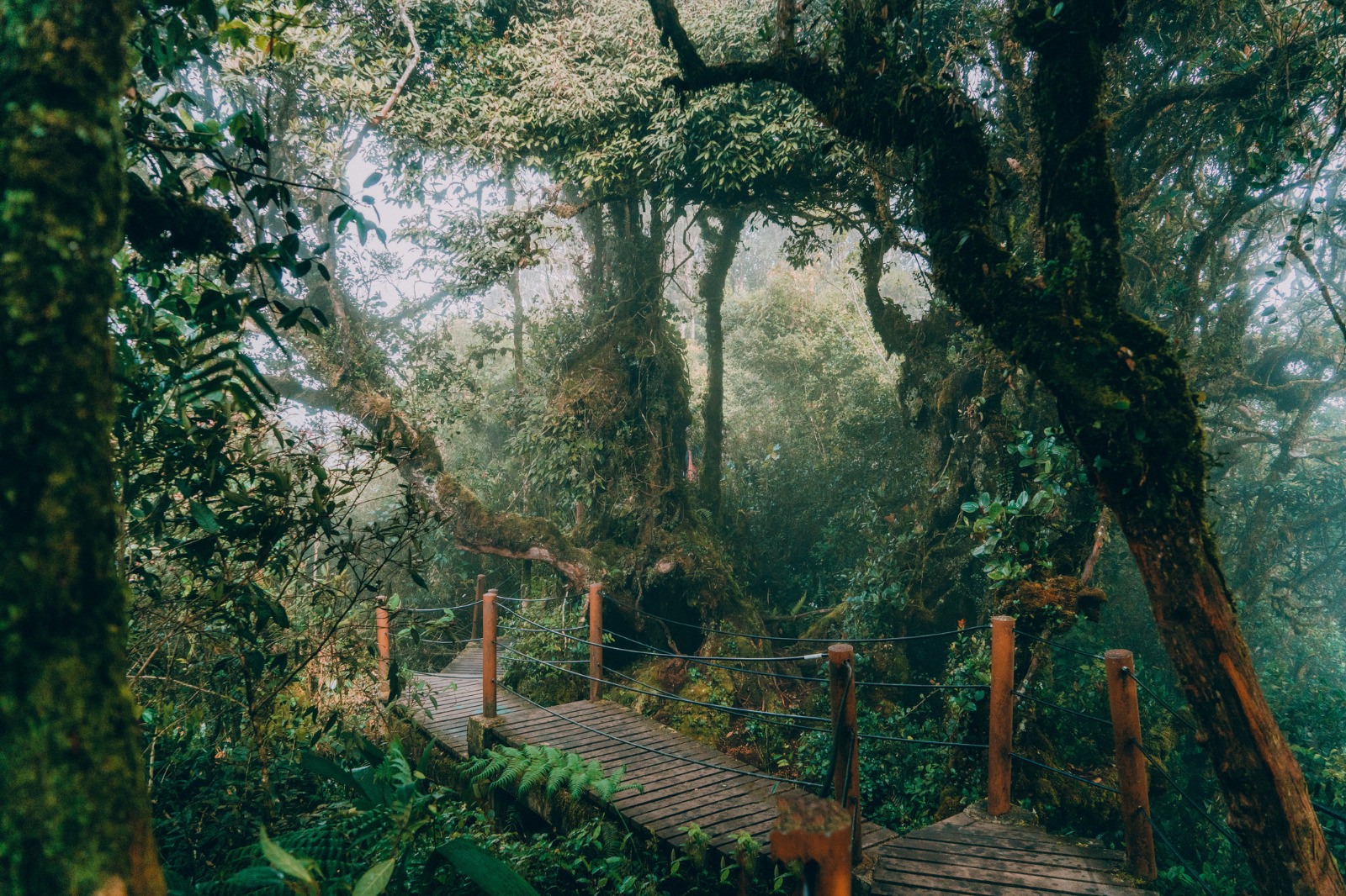 Cameron Highlands