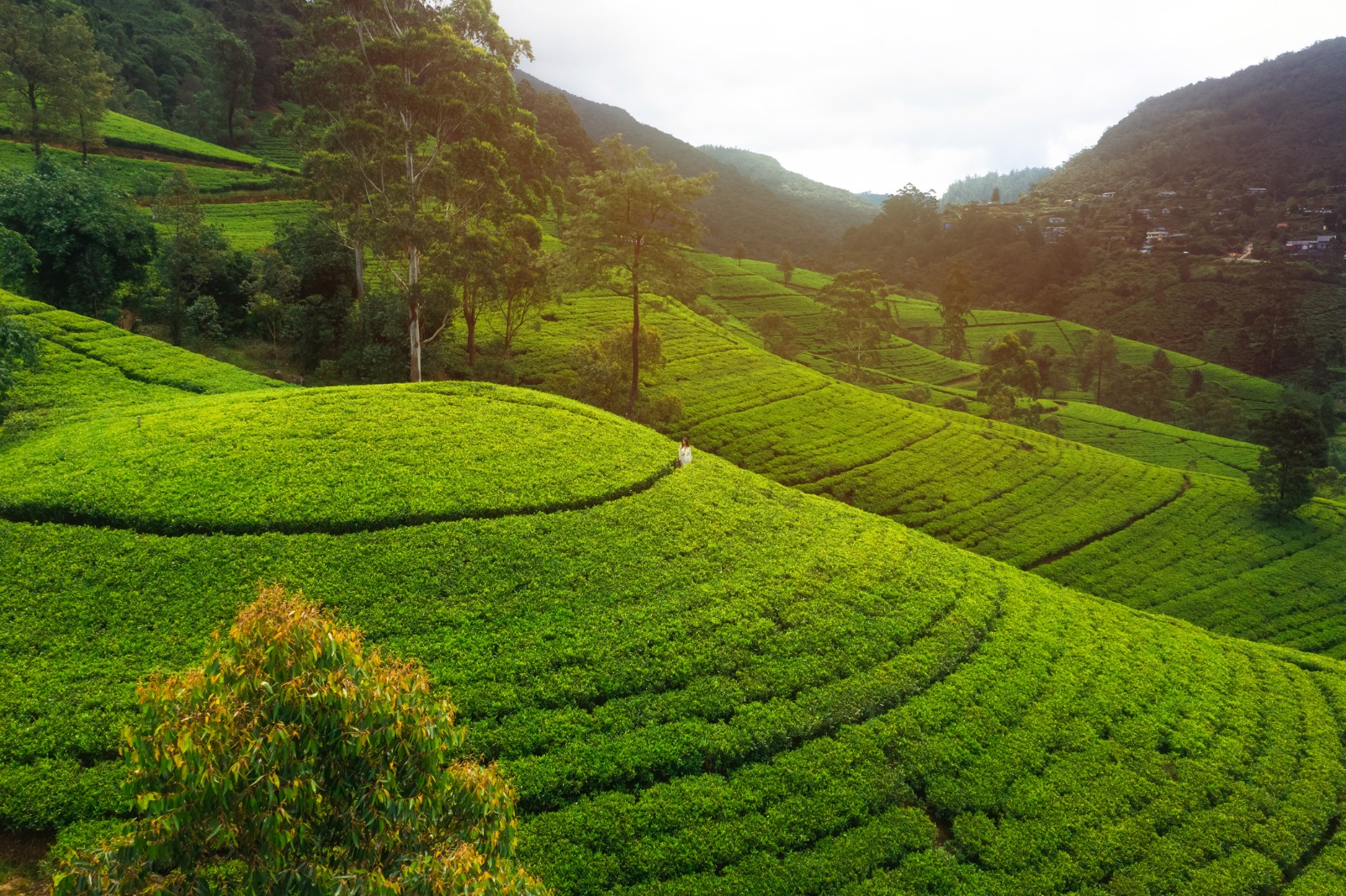 Kandy to Nuwara Eliya