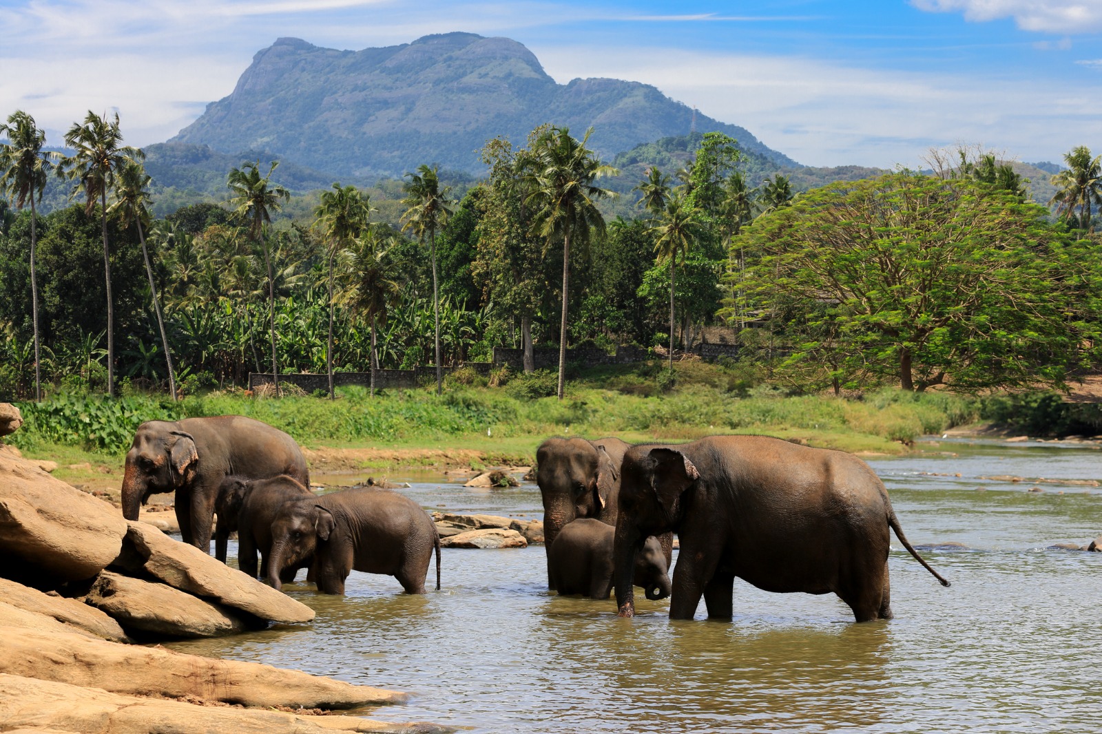 Nuwara Eliya to Yala