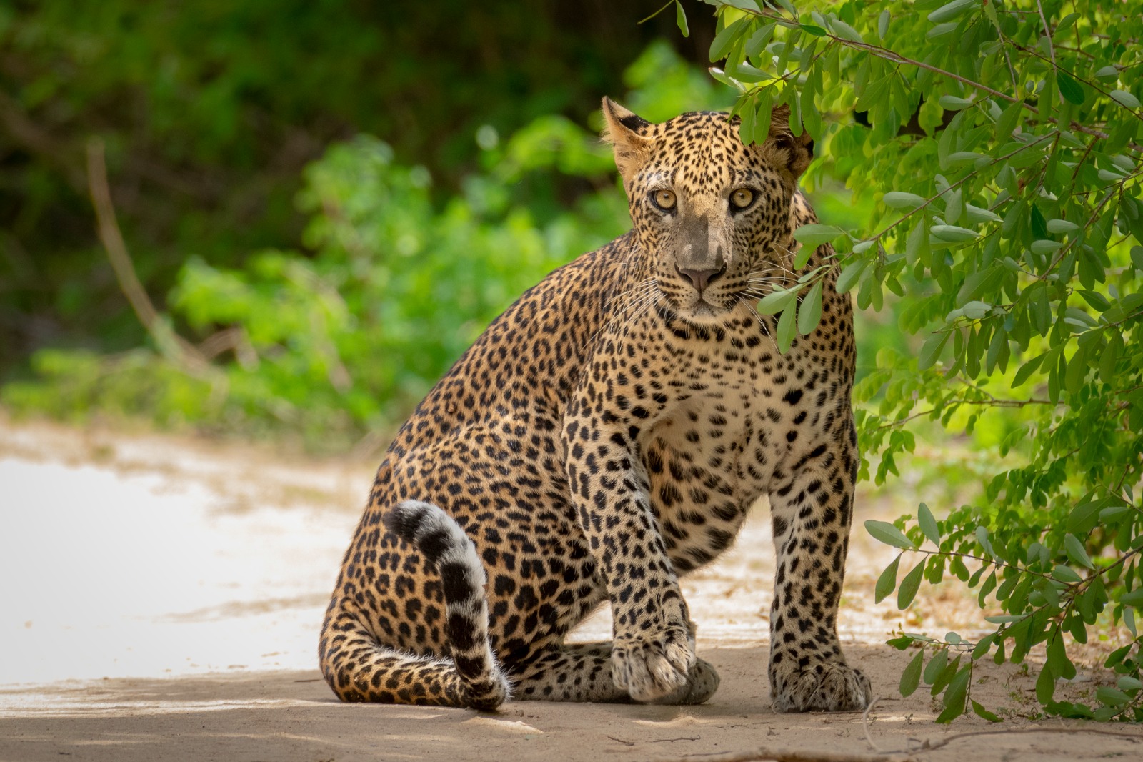Yala Safari to Galle