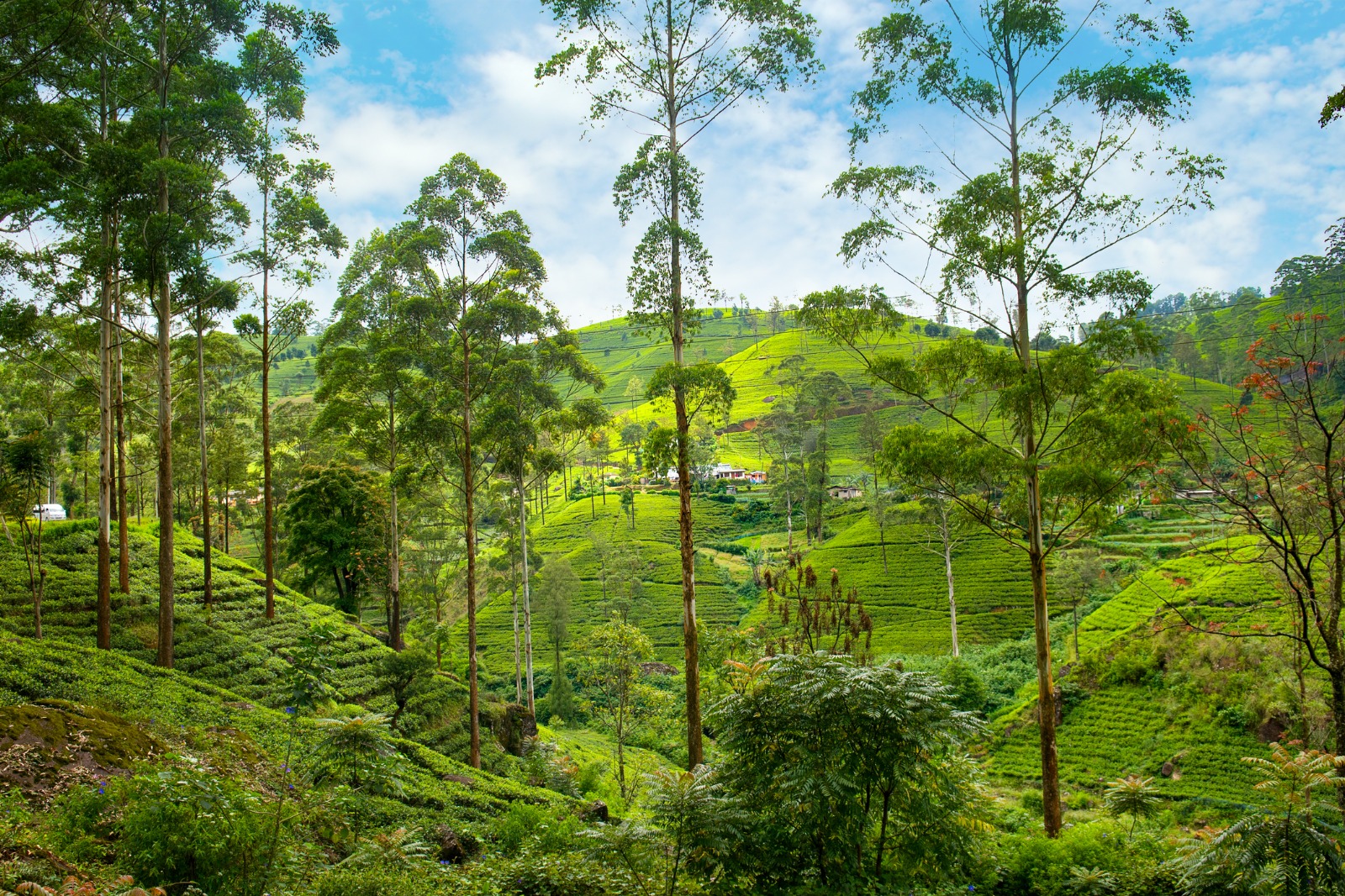 Nuwara Eliya