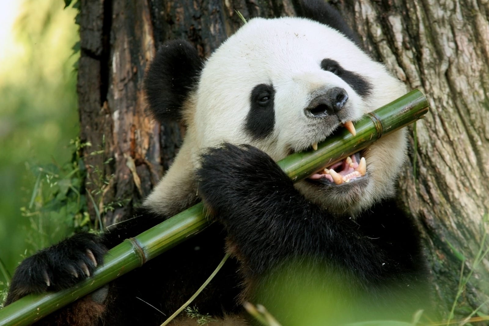 China Gilded Discoveries: From Panda Kingdom to Yangtze Elegance & Nanjing’s Glory