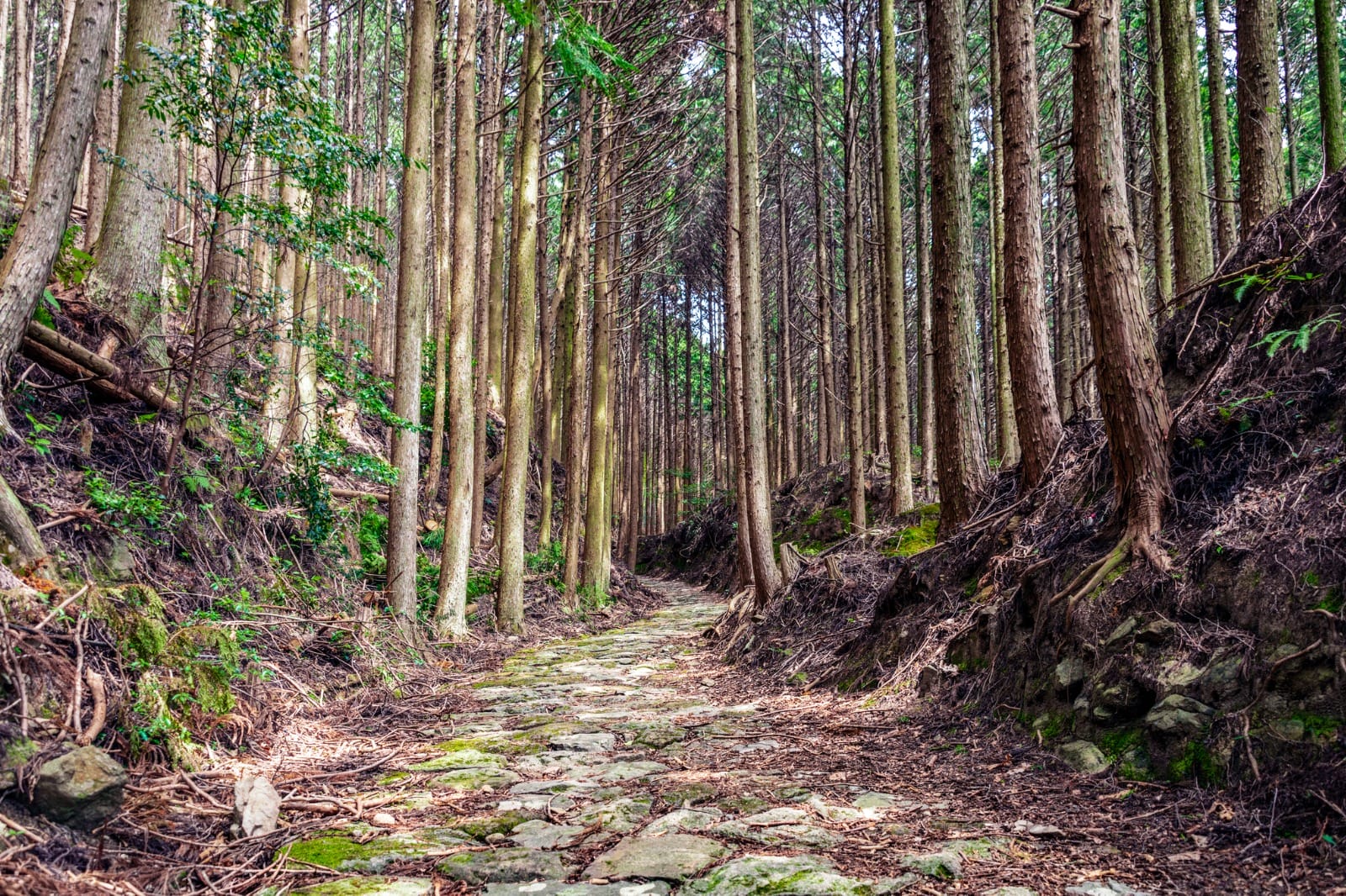 Walk Japan’s Hidden Path: The Sacred Kumano Kodō