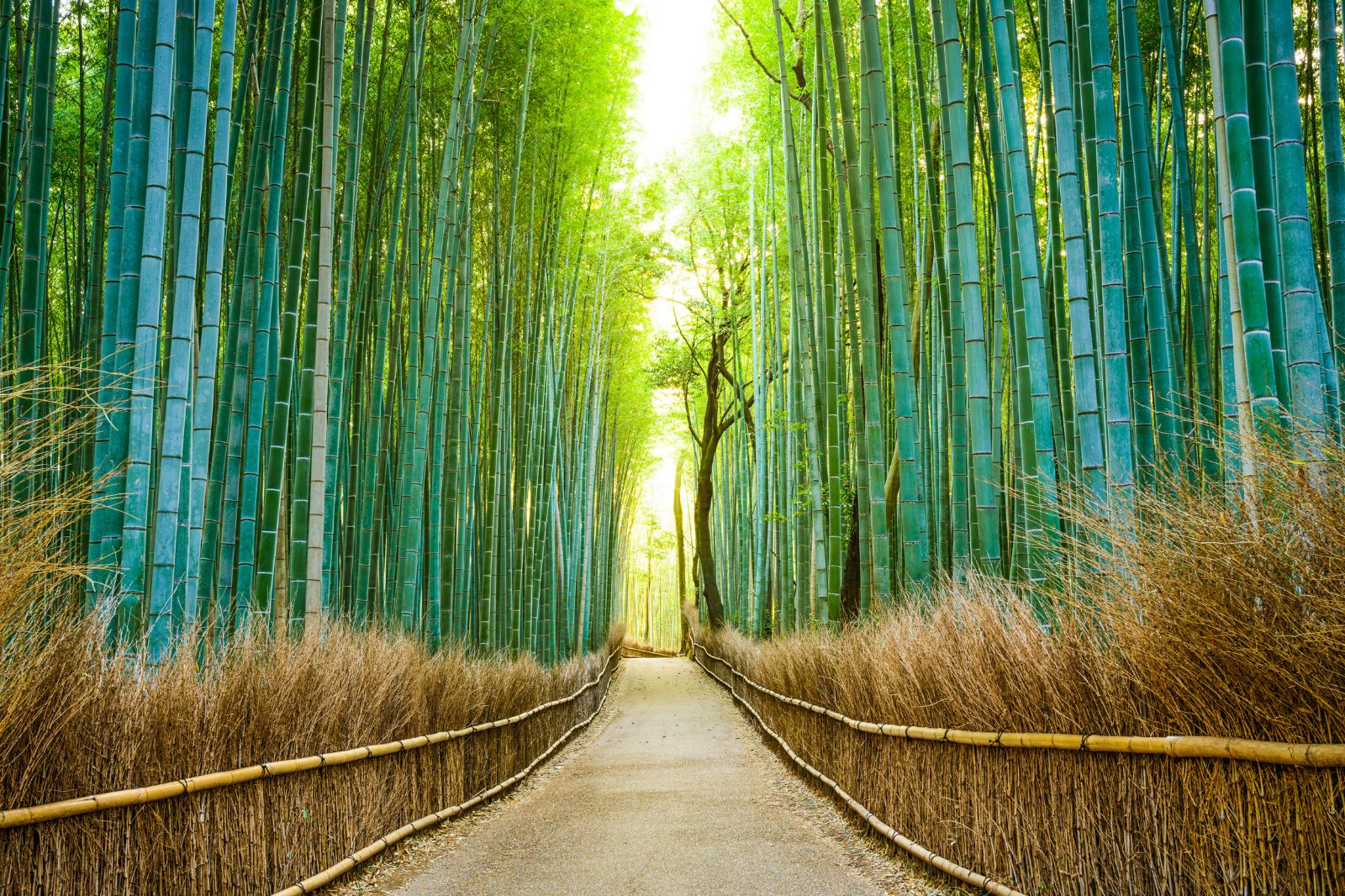 Summer Wonders of Hong Kong, Korea & Japan: Cities, Culture & Kyoto