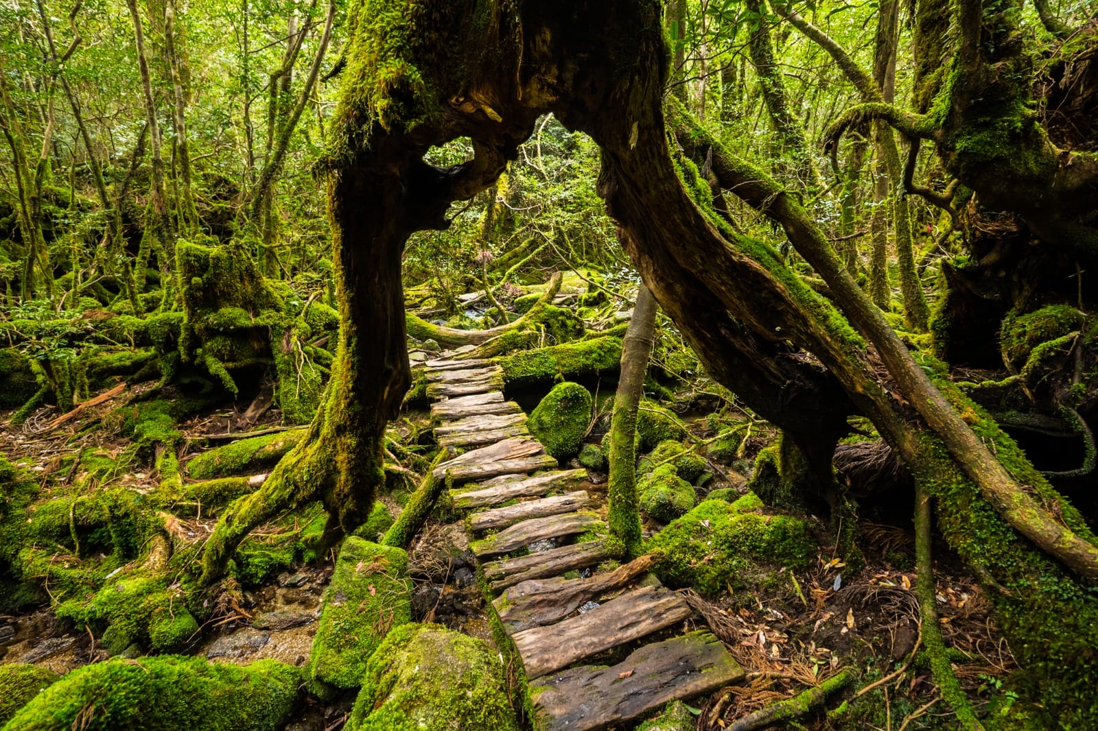 Kagoshima to Yakushima Island