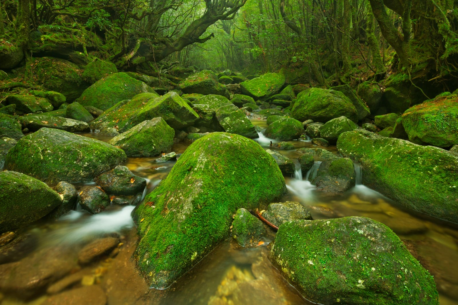 Yakushima Island