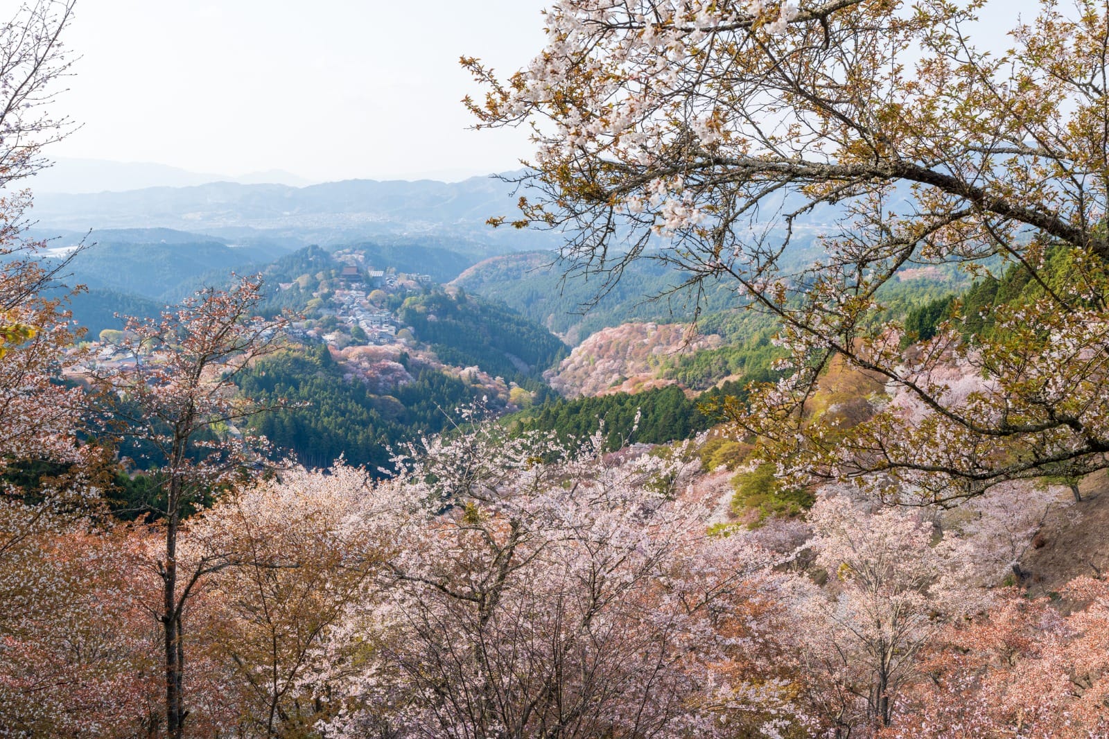Nara to Yoshino