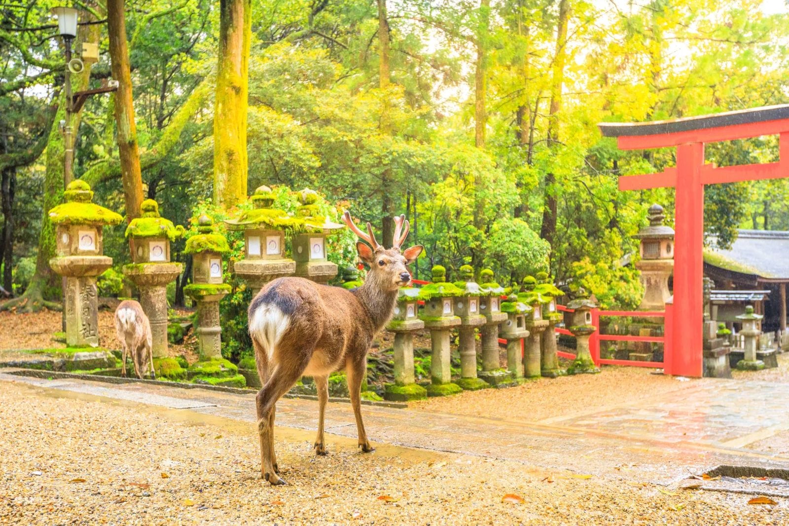 Tsumago to Magome to Nara