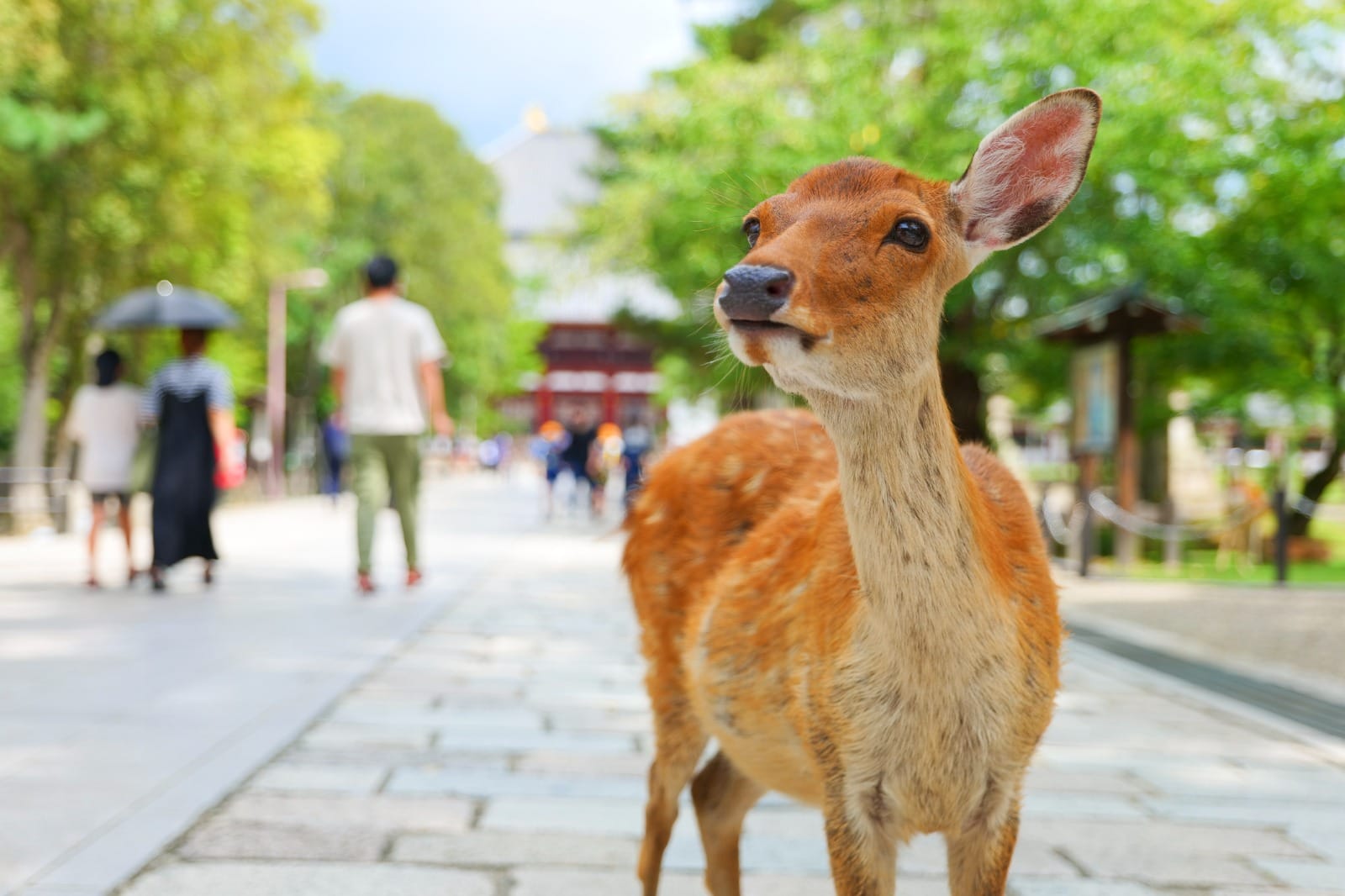 Nara