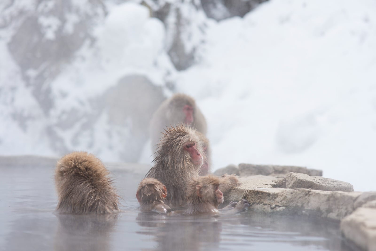 Legends of Japan: The Ultimate Experience with Northern Discoveries