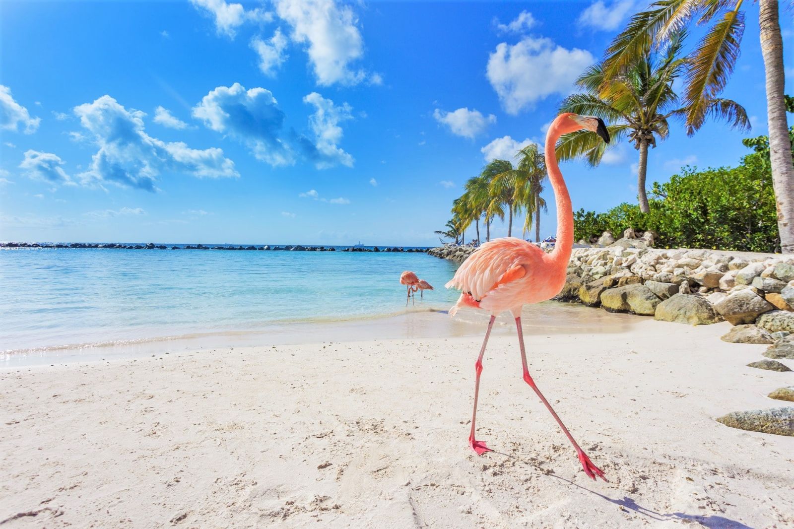 Tropical Getaways: Oranjestad Your Way
