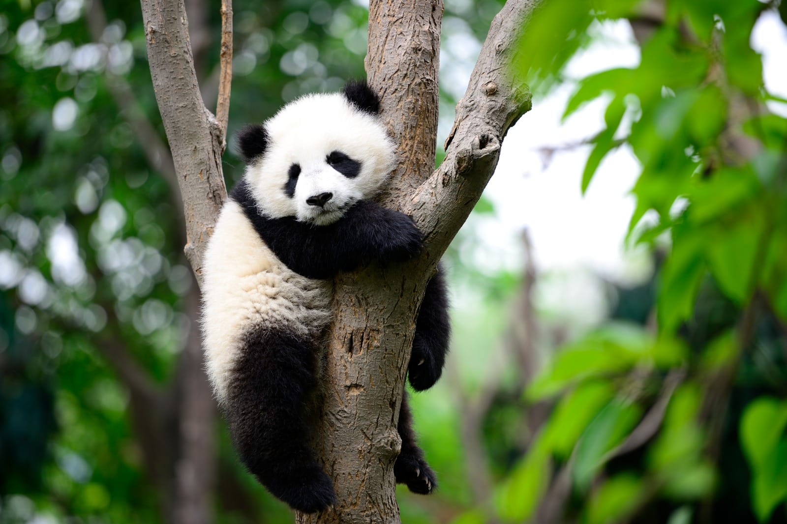 Chengdu