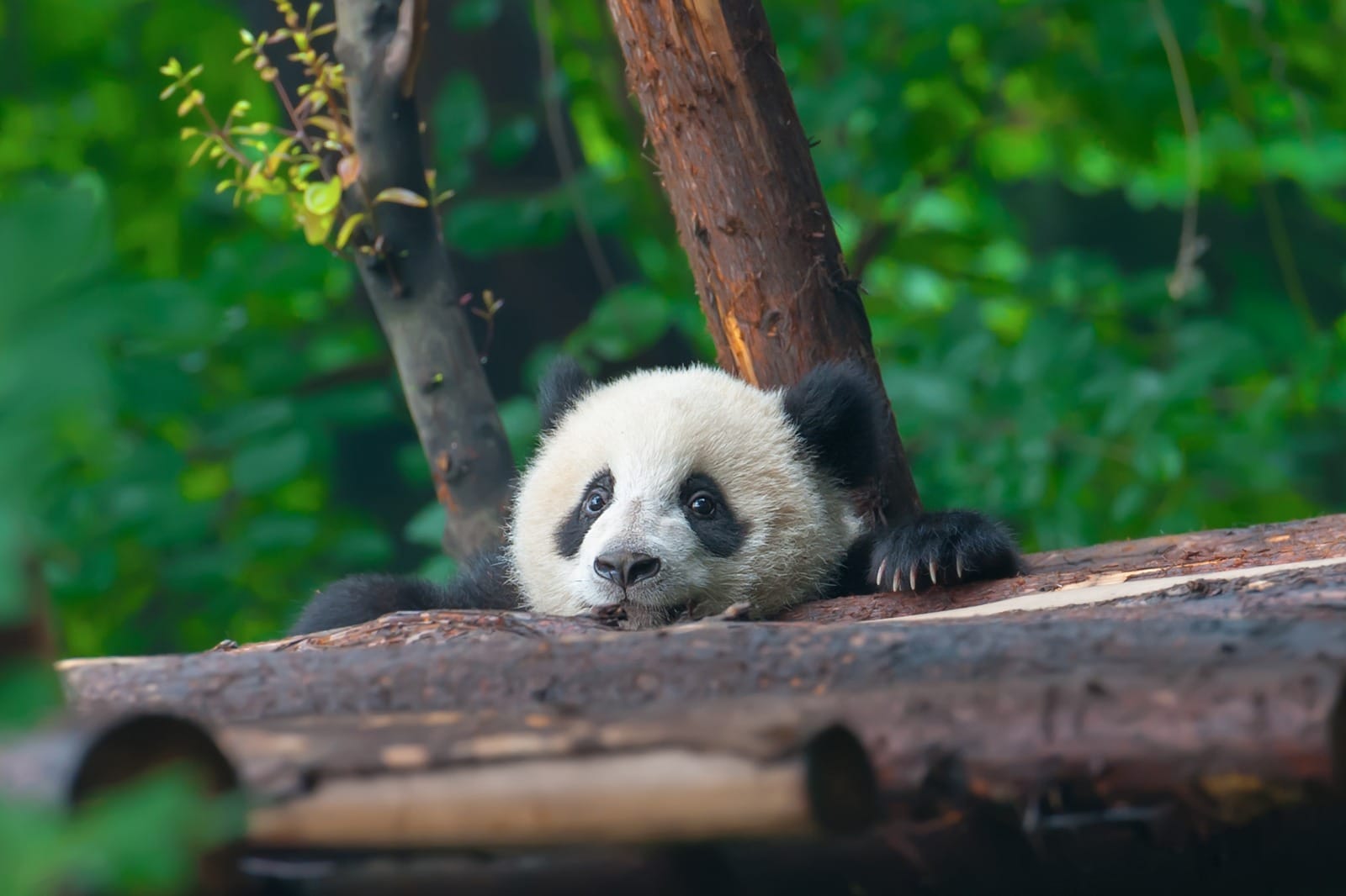 Chengdu